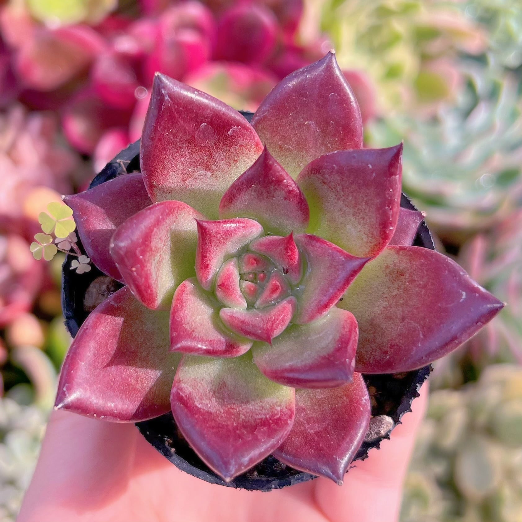 現品　レッドプラム#F017　るる農園