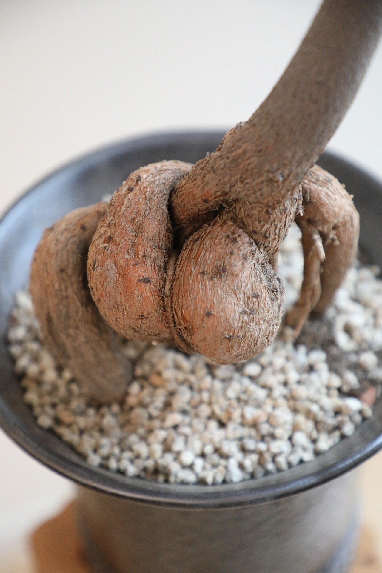 【L】ボトルツリー/Brachychiton rupestris　※陶器鉢付き