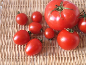 全国のトマト食べ比べセット