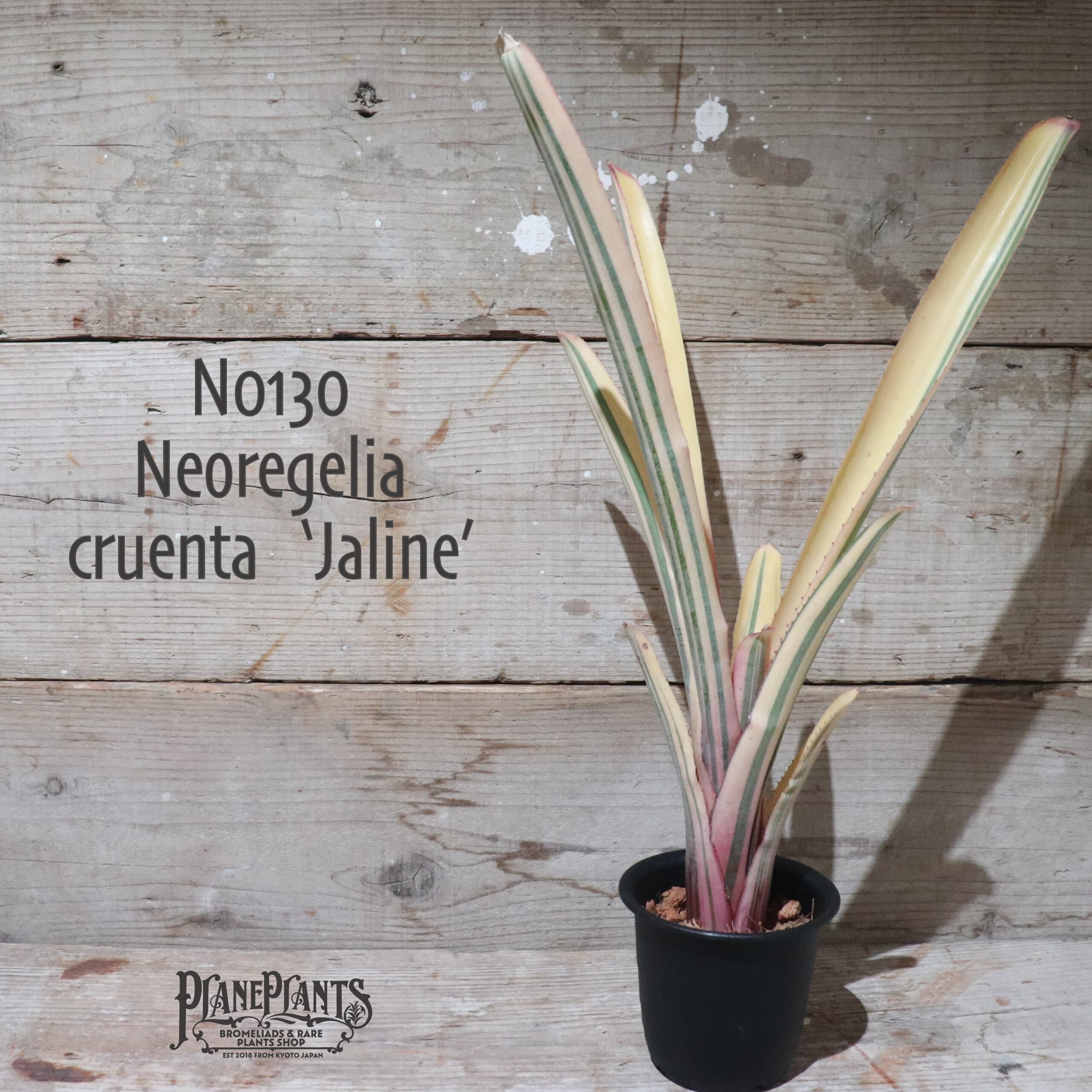 【送料無料】Neoregelia cruenta 'Jaline'〔ネオレゲリア〕現品発送N0130