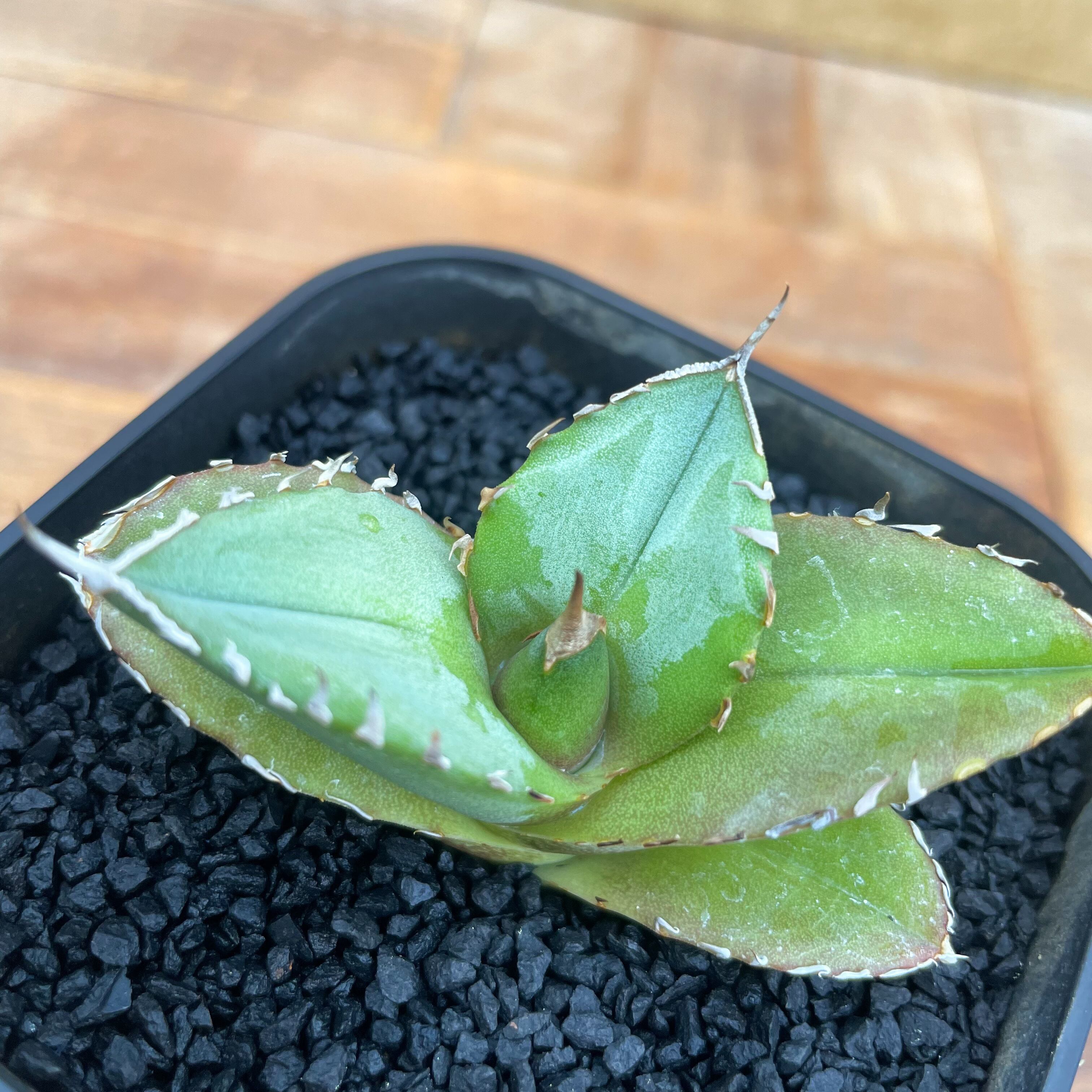 Agave titanota 