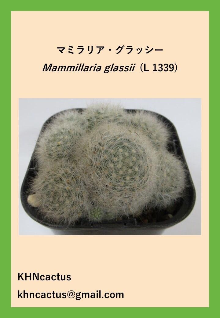 白い毛玉のようなサボテン マミラリア グラッシー Khncactus 白い毛玉のようなサボテン マミラリア グラッシー Khncactus