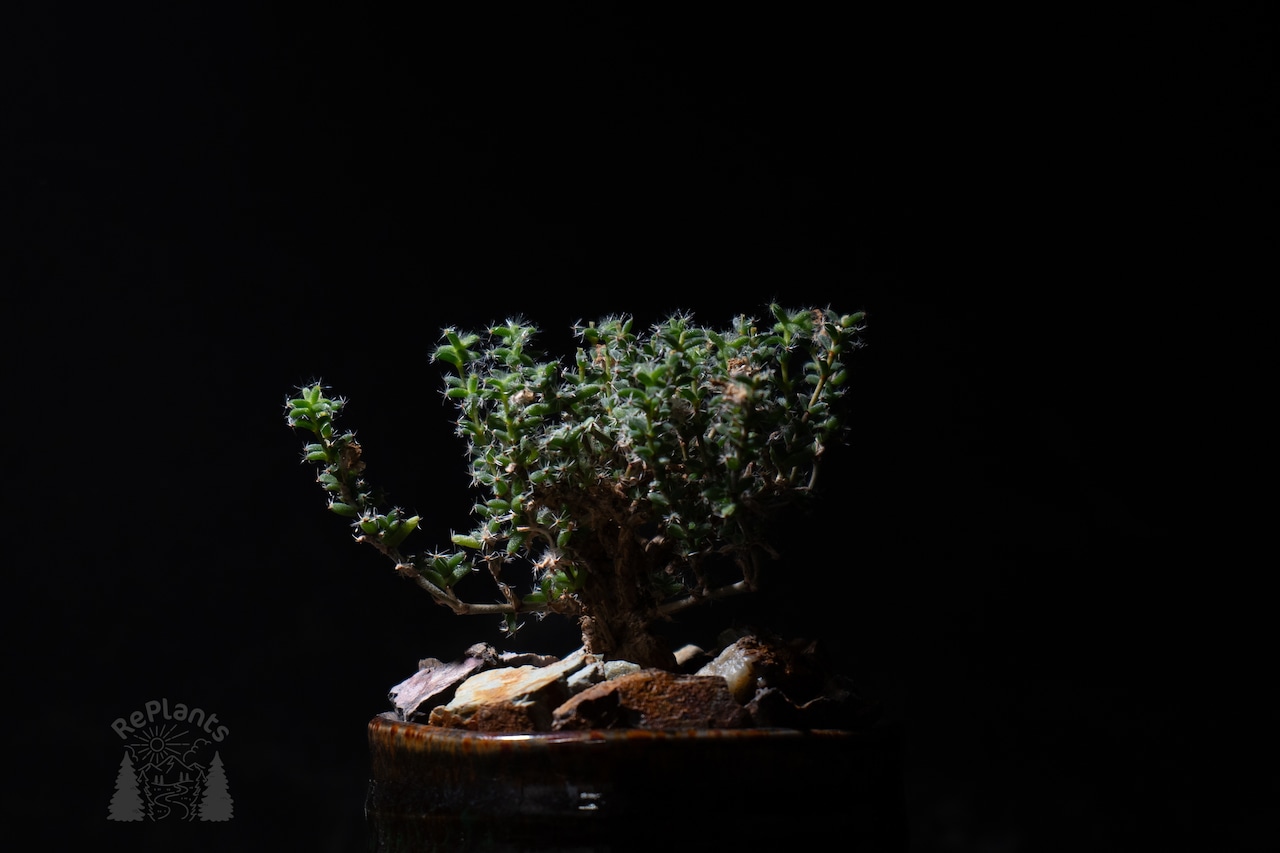 Trichodiadema bulbosum｜トリコディアデマ・ブルボスム