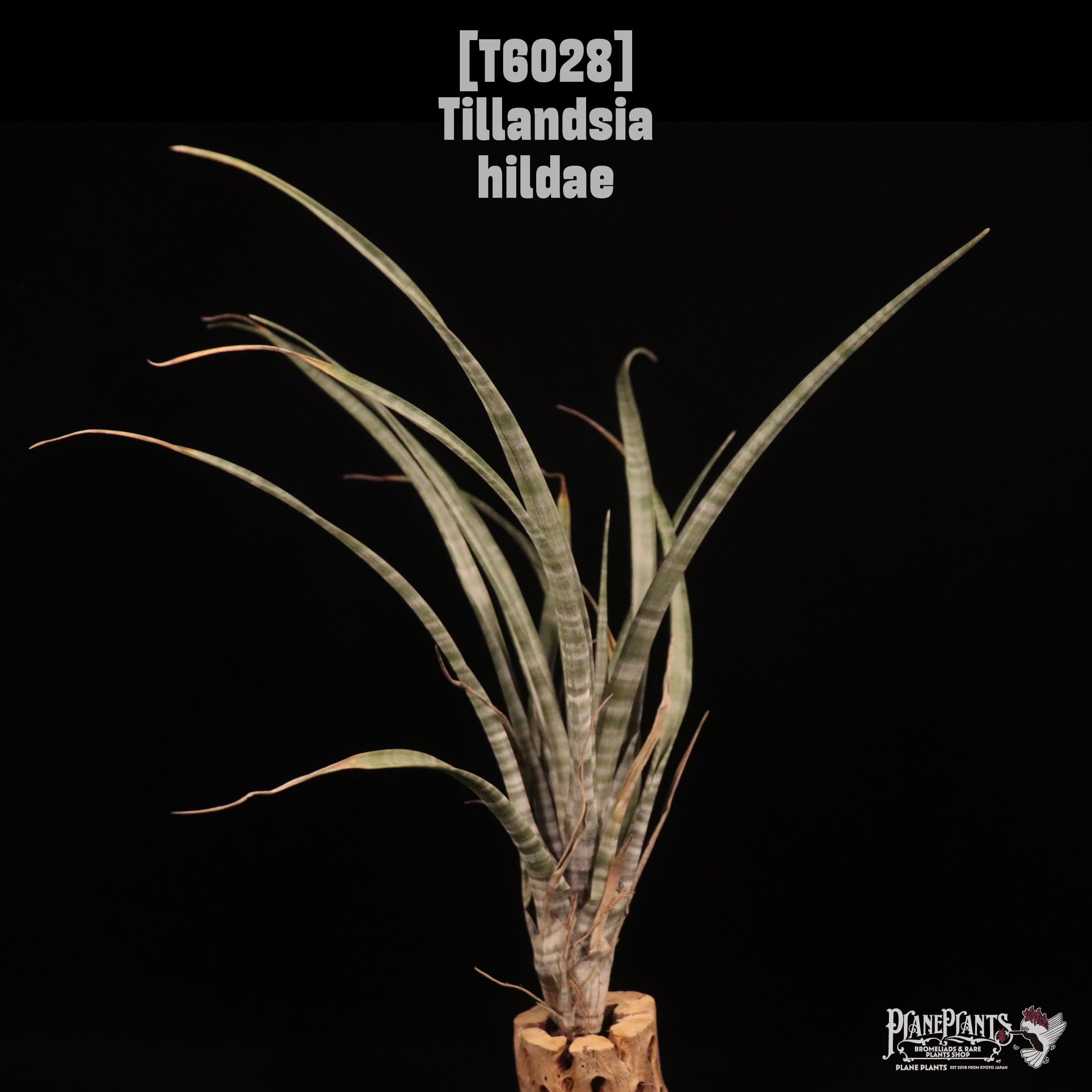 Tillandsia hildae〔ティランジア〕T6028