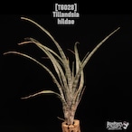 Tillandsia hildae〔ティランジア〕T6028