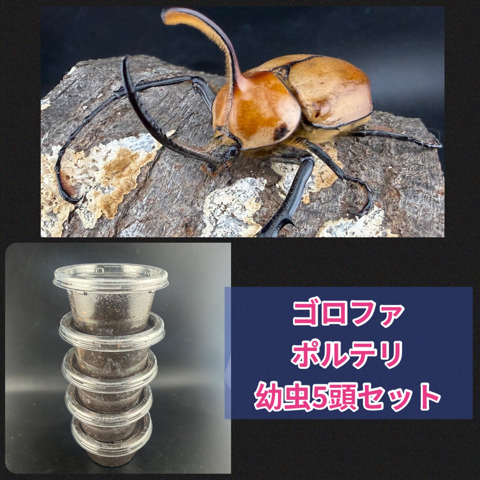 朱】超濃度バクテリア液 1,000ml | KPW BASE店