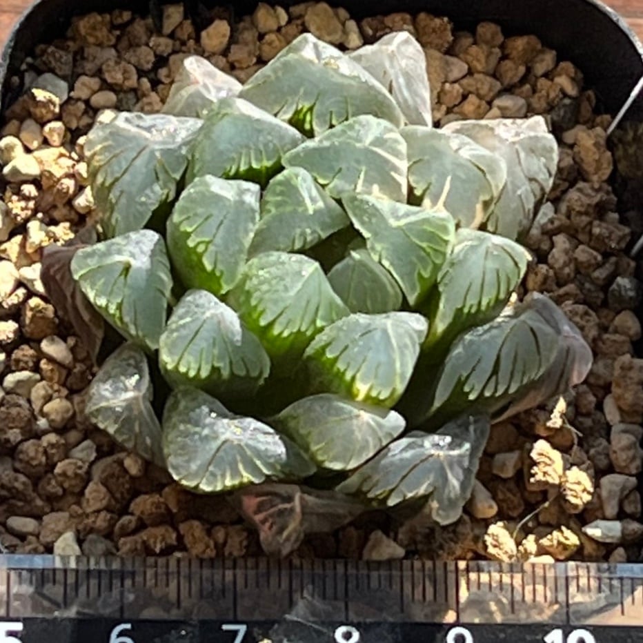 ハオルチア 老川オブツーサ錦 | mocono_plants