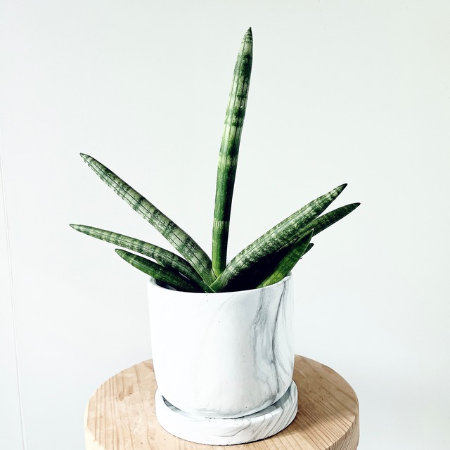 サンスベリア ボンセレンシス 大理石風 陶器鉢仕立て calm cafe