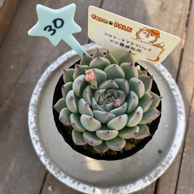 30..farmpalk交配種