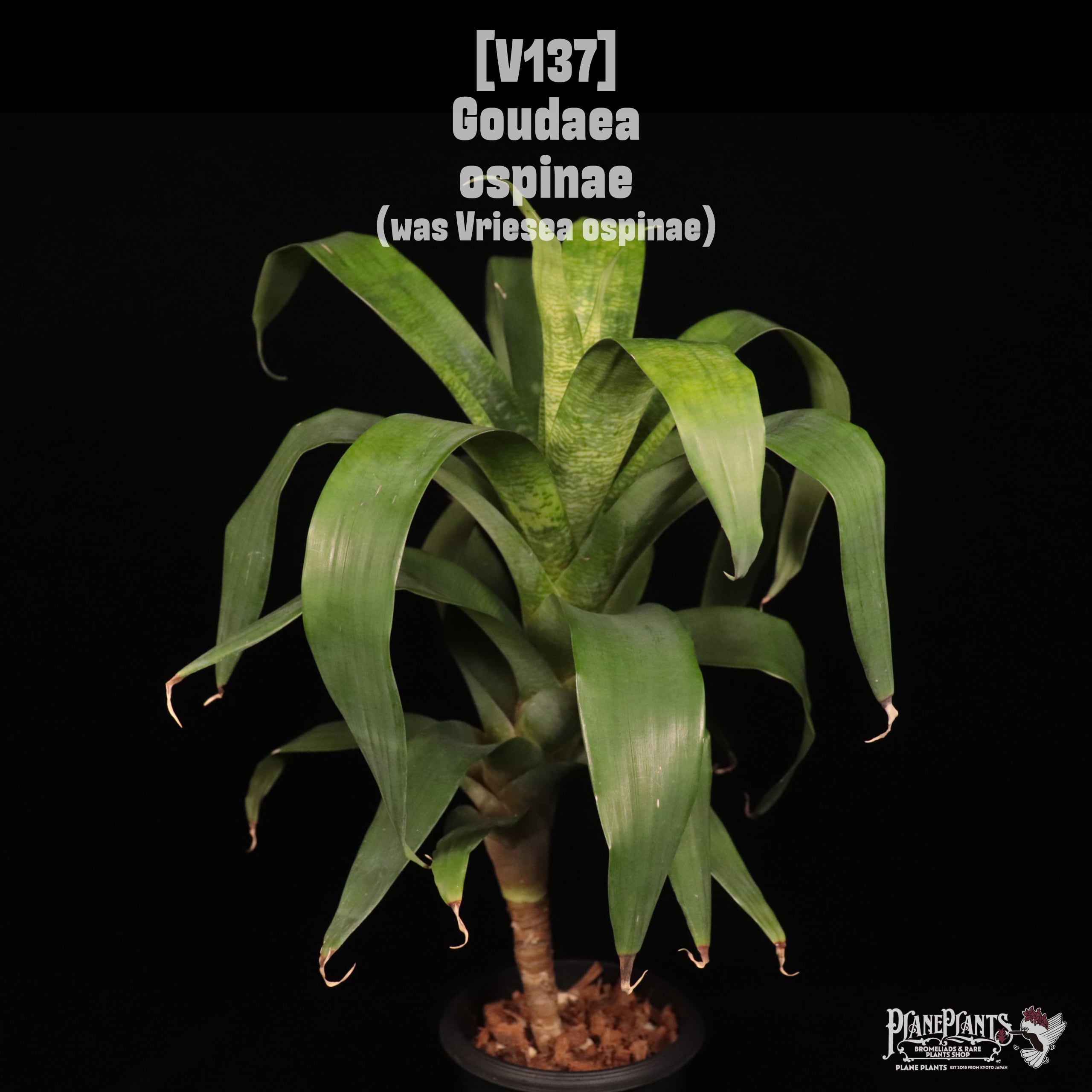 【送料無料】Goudaea ospinae〔ネオレゲリア〕現品発送V137