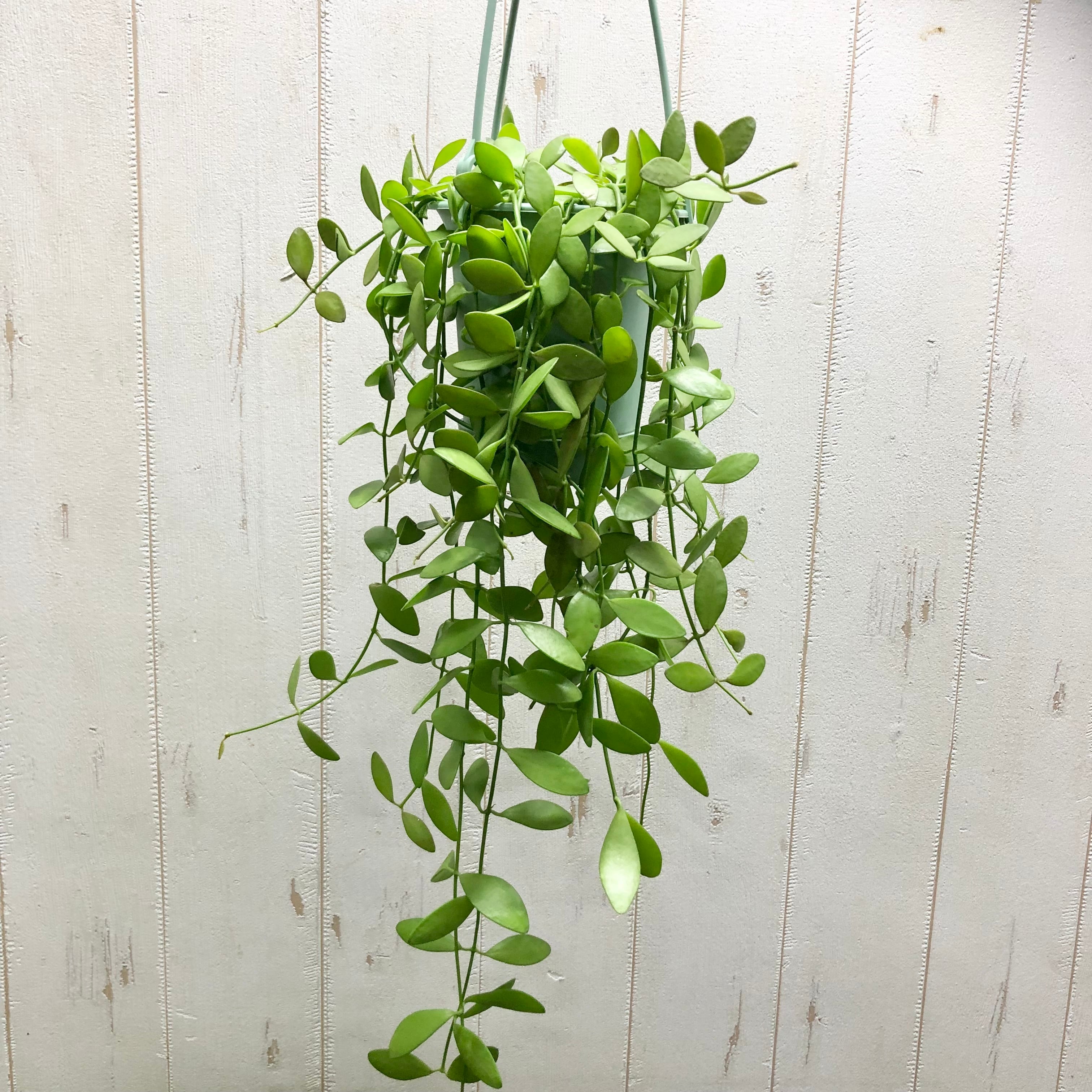 ロング株！タイプ ディスキディア ベンガレンシス 吊り鉢 | PLANTS