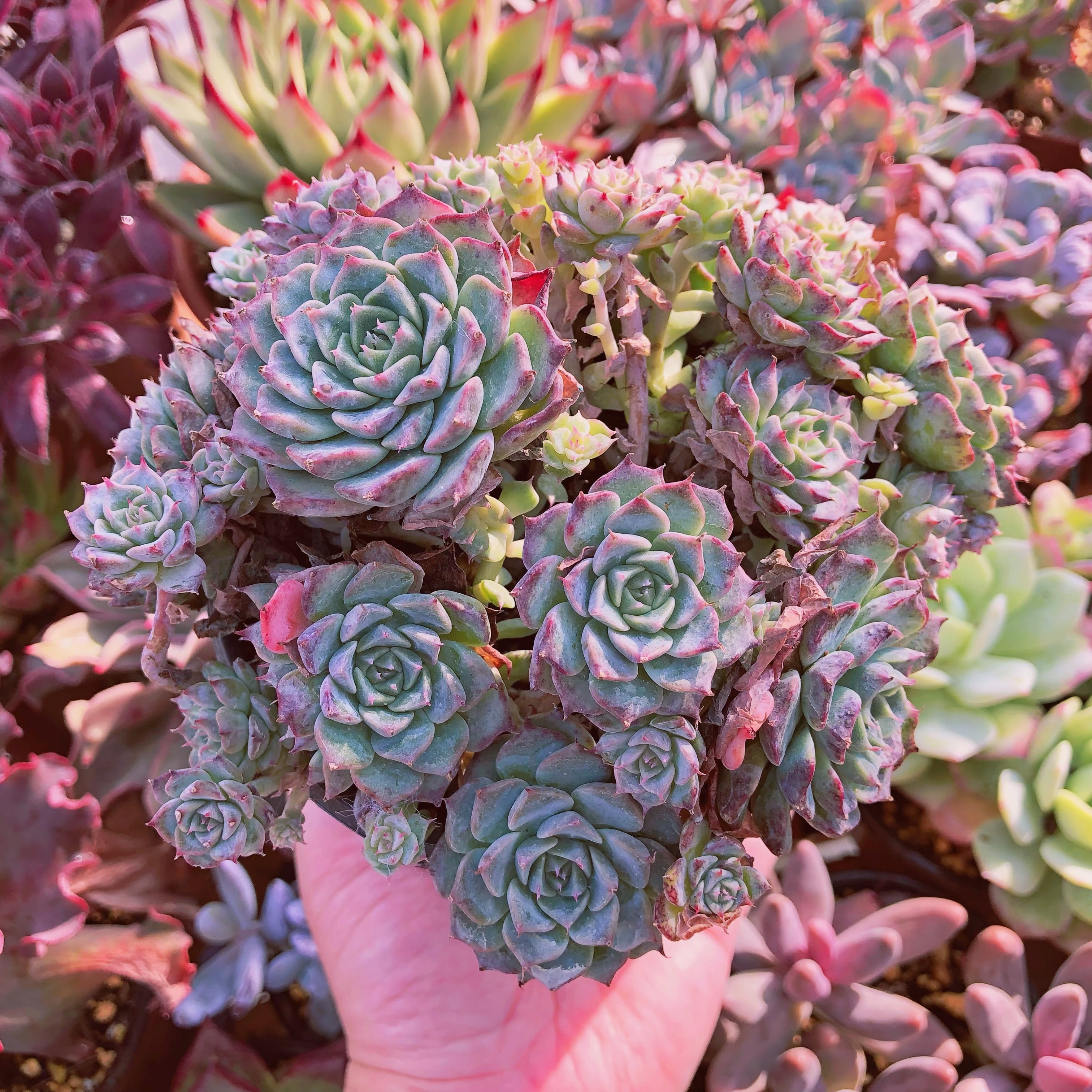 多肉植物　ヘルビンゲリx沙羅姫牡丹　特大群生　12センチ鉢