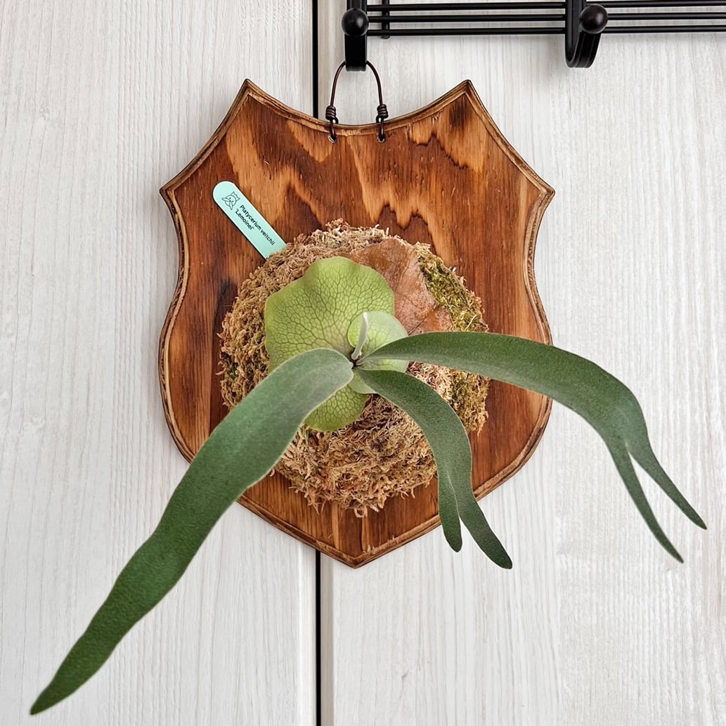 ビカクシダ　レモイネイ　選抜 ビカクシダ レモイネイ 板付 【観葉植物 室内 コウモリラン