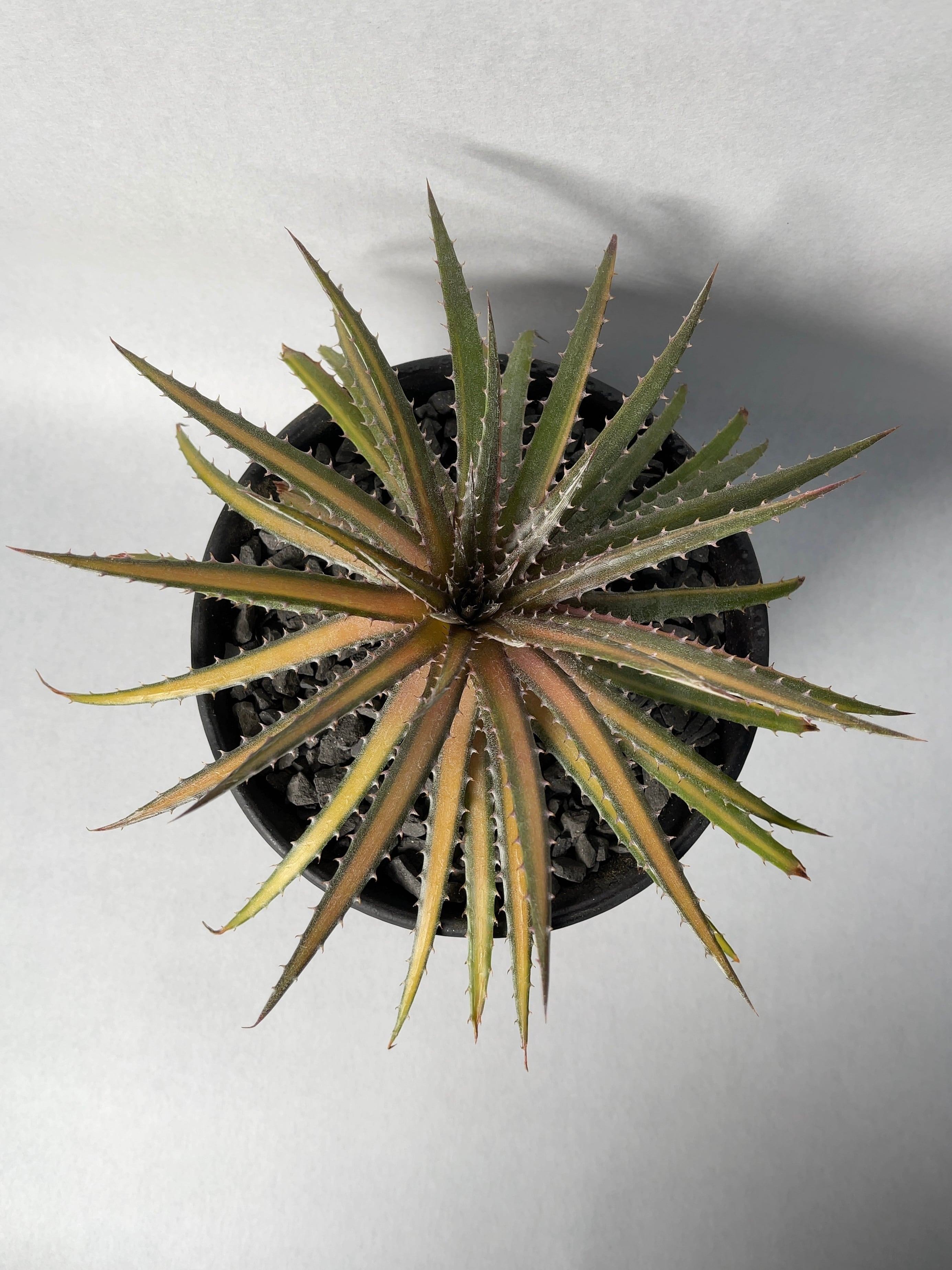 ディッキア　ダコタ ディッキア・ダコタ：Dyckia 'Dakota' | Dyckia Maniax