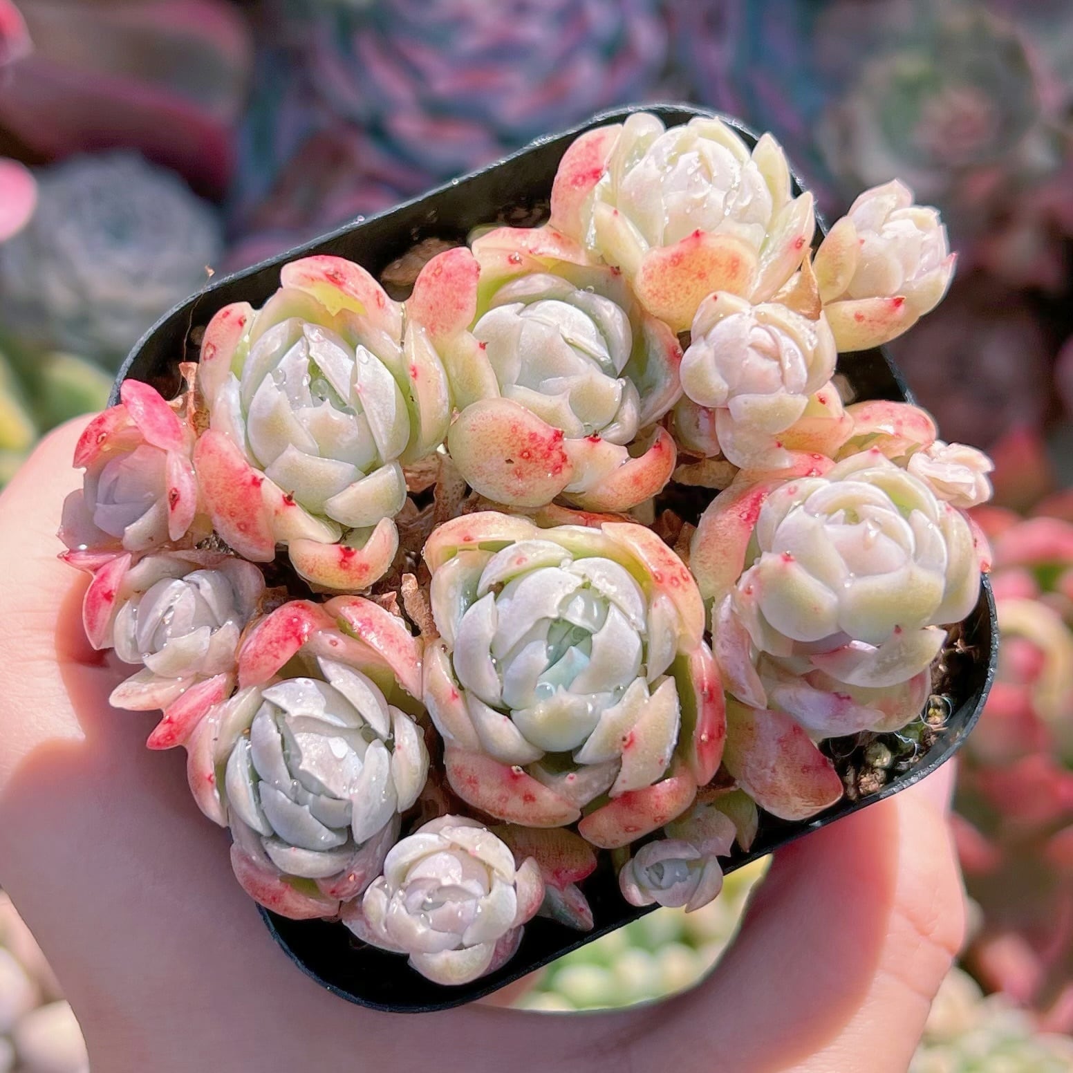 現品　クリームベリー#830　るる農園