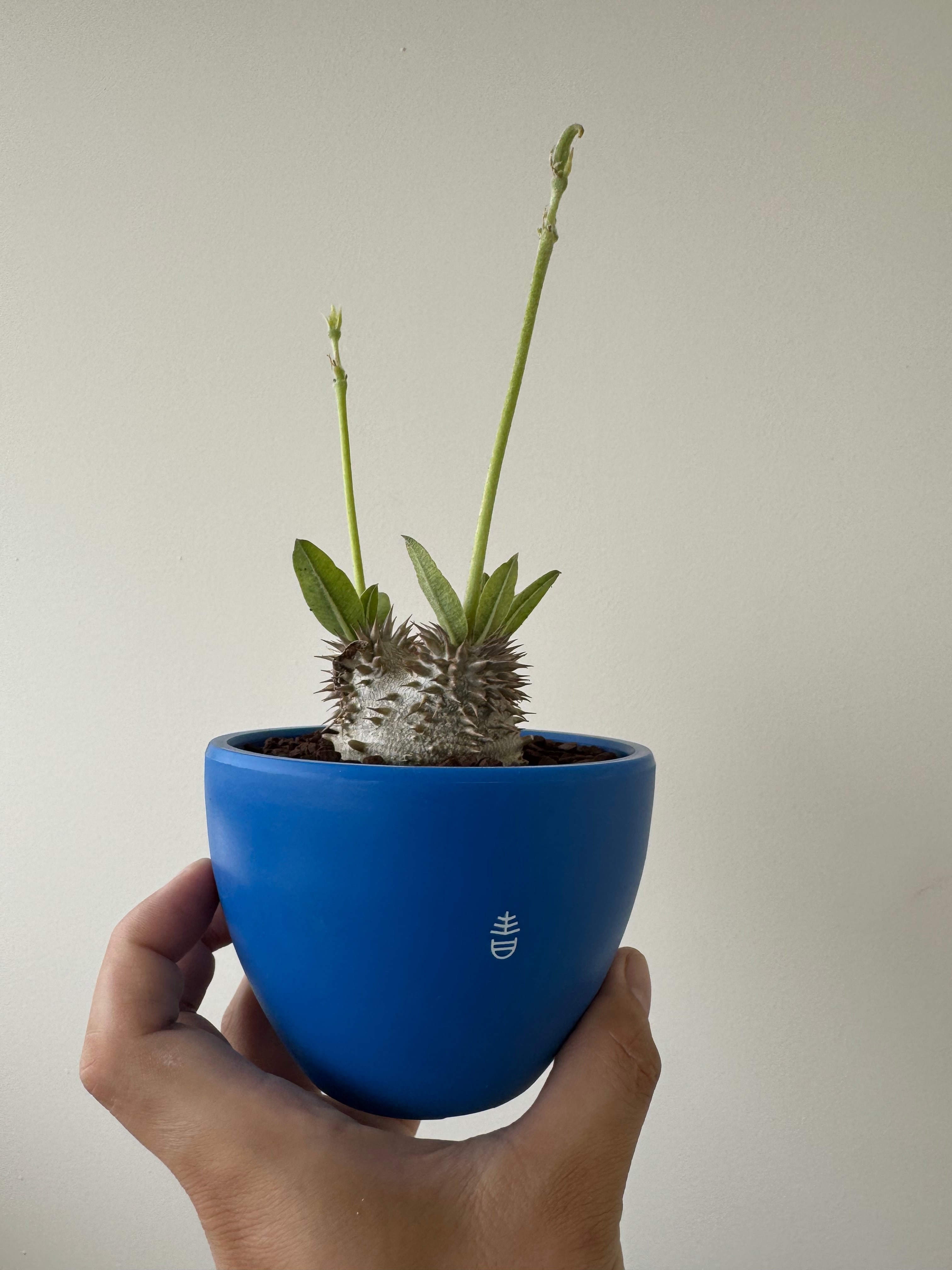 新着】Pachypodium Densicaule 【まん丸黒肌の極上逸品・BOKU HA