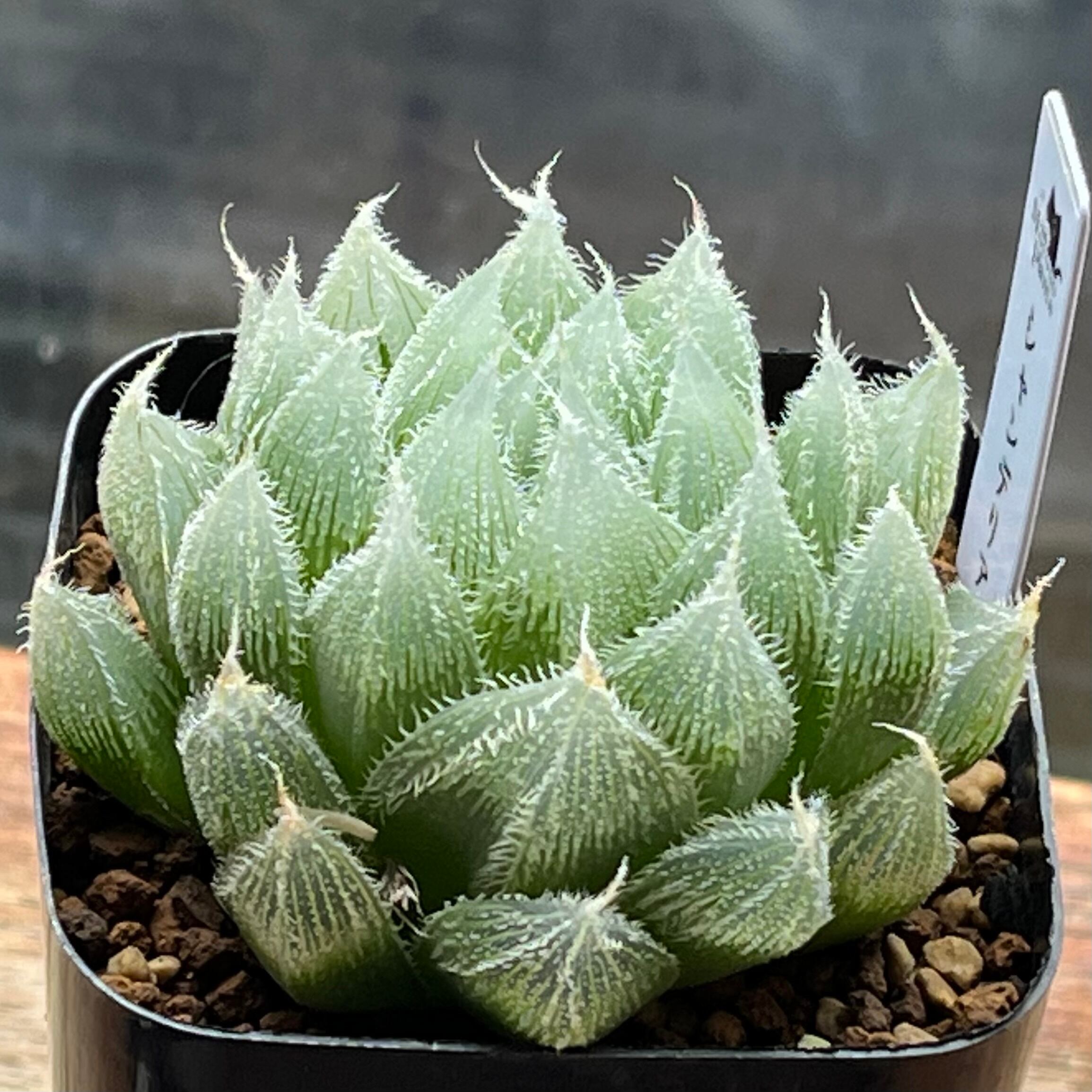 ベヌスタ系 | mocono_plants