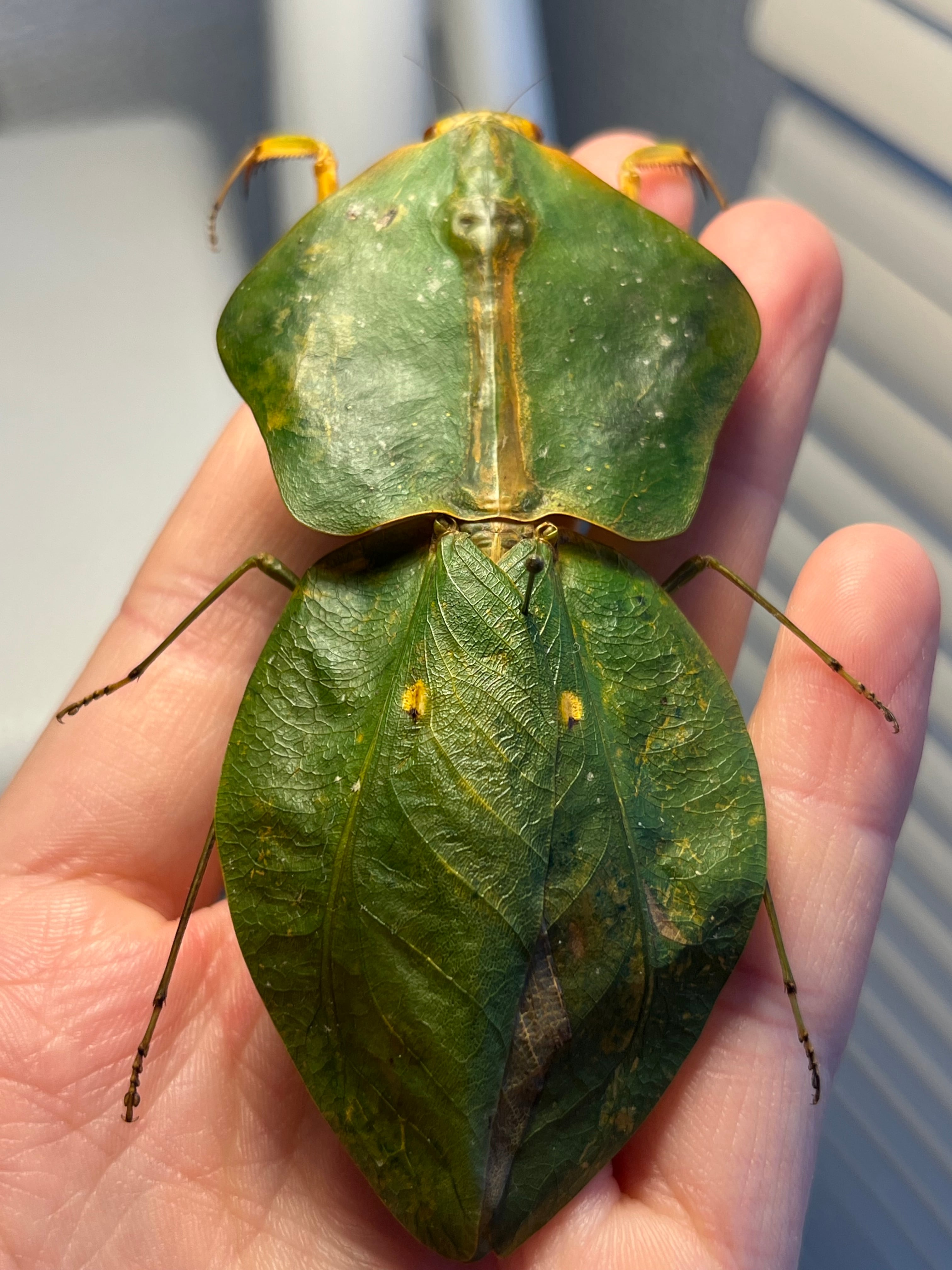 カマキリ | オモニキチュウ