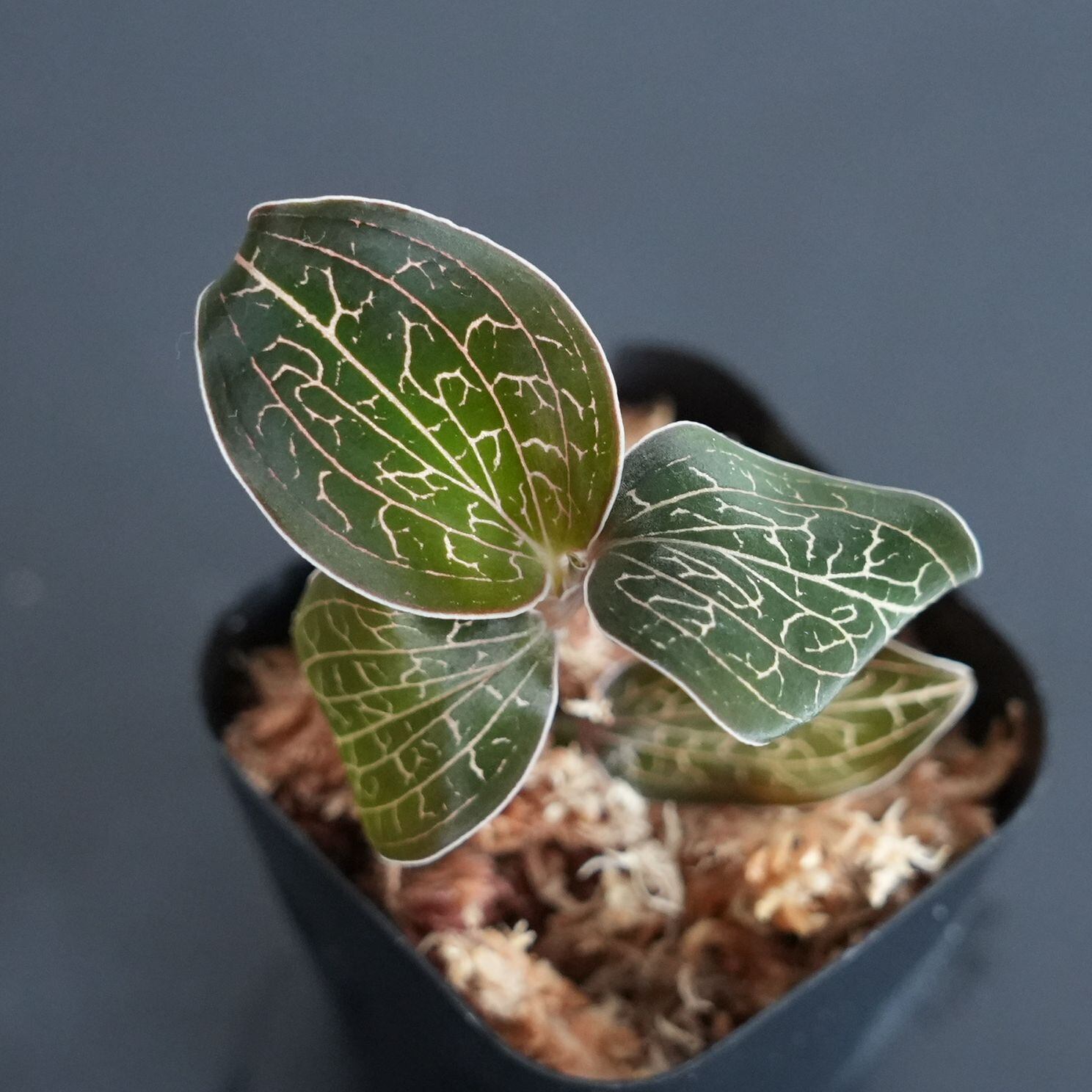 ベショルネリアユッコイデス メキシカンリリー 10株 イベント情報