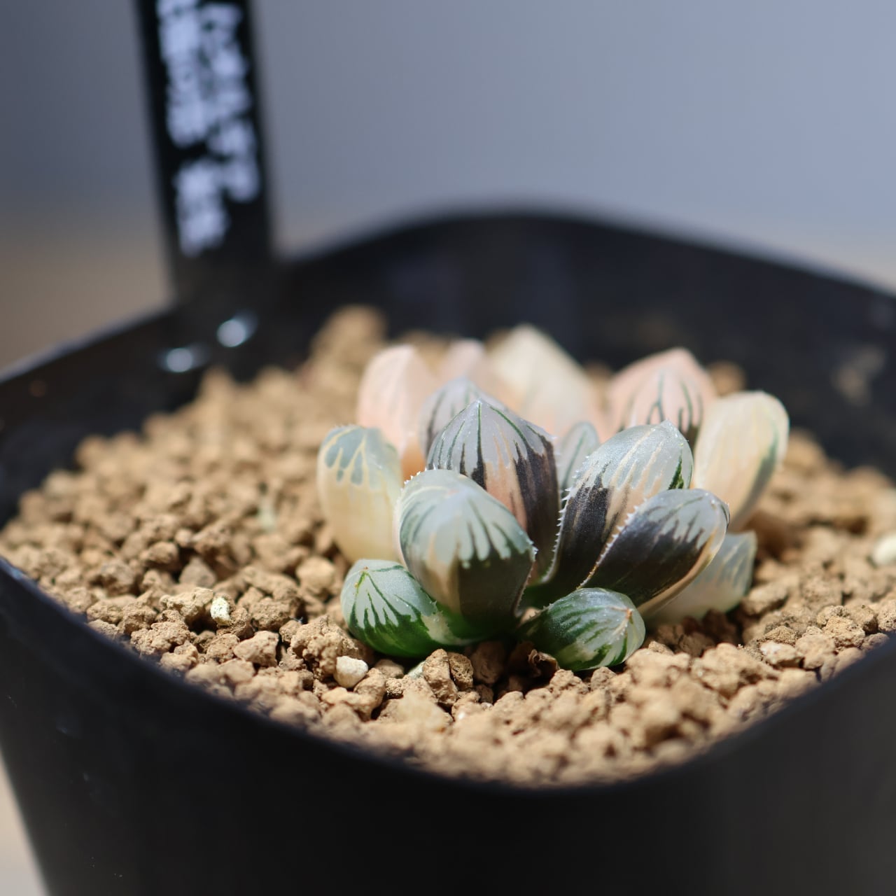 660『ビカクシダ コロナリウム』観葉植物【送料無料】 | MARX PLANTS