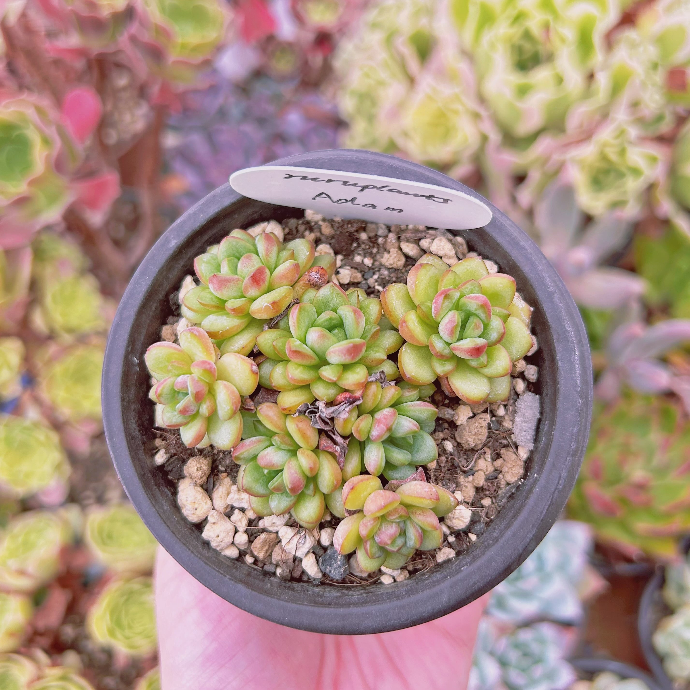 現物　多肉植物　Adam    抜き苗