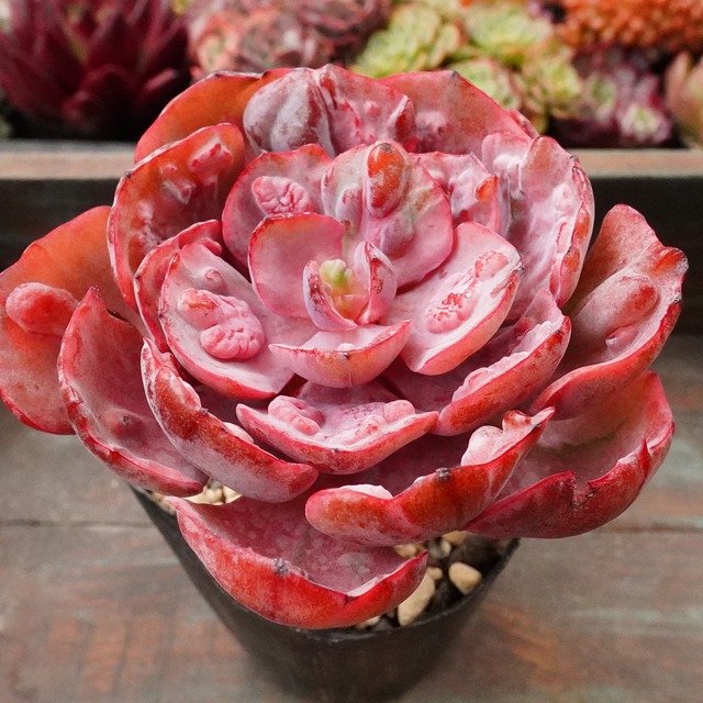 【ビヨンセ虹斑 1】ピンク　斑入り　人気　エケベリア