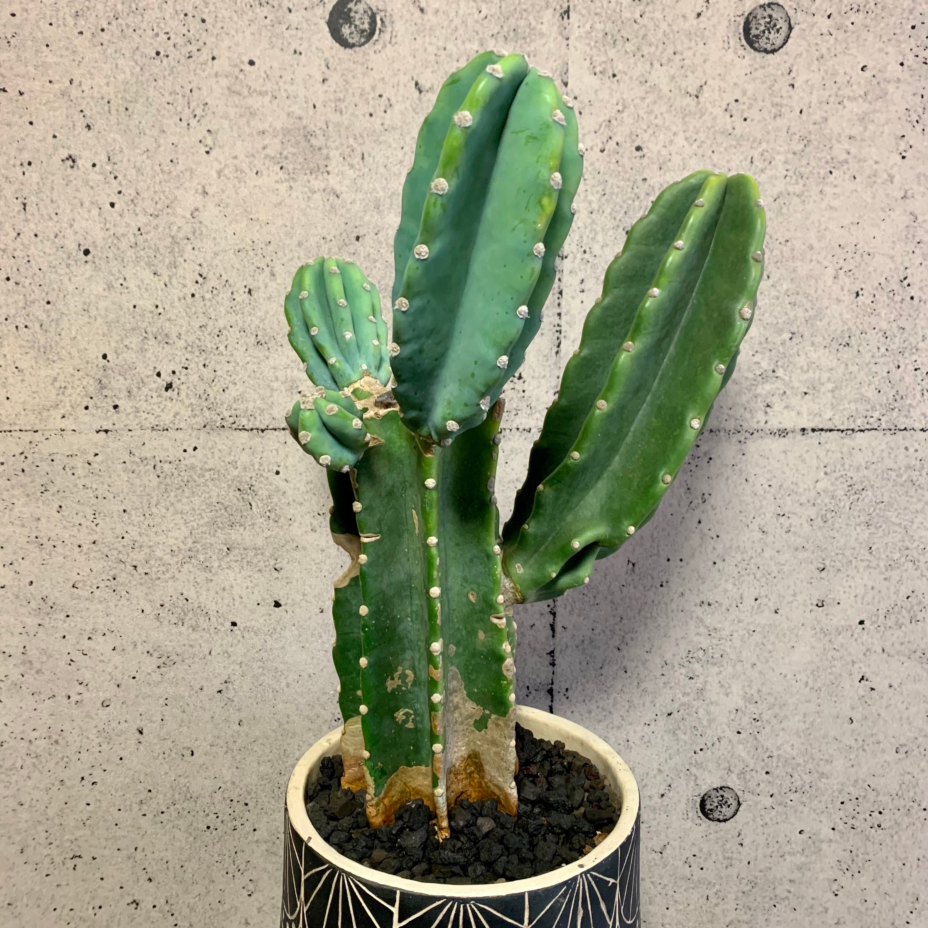 越冬済み　柱サボテン 鬼面角　4頭発根　サボテンブランチ　サボテン　金鯱 まとめ買OK 柱サボテン 鬼面角 4頭発根 サボテンブランチ ロック