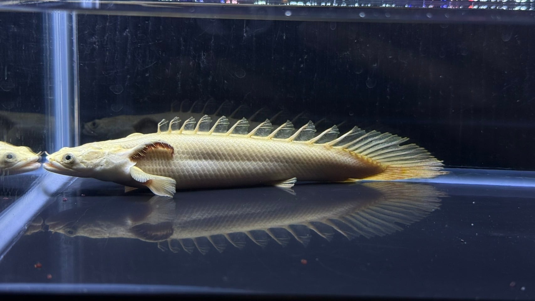プラチナエンドリケリー 一点物 ポリプテルス プラチナエンドリケリー 