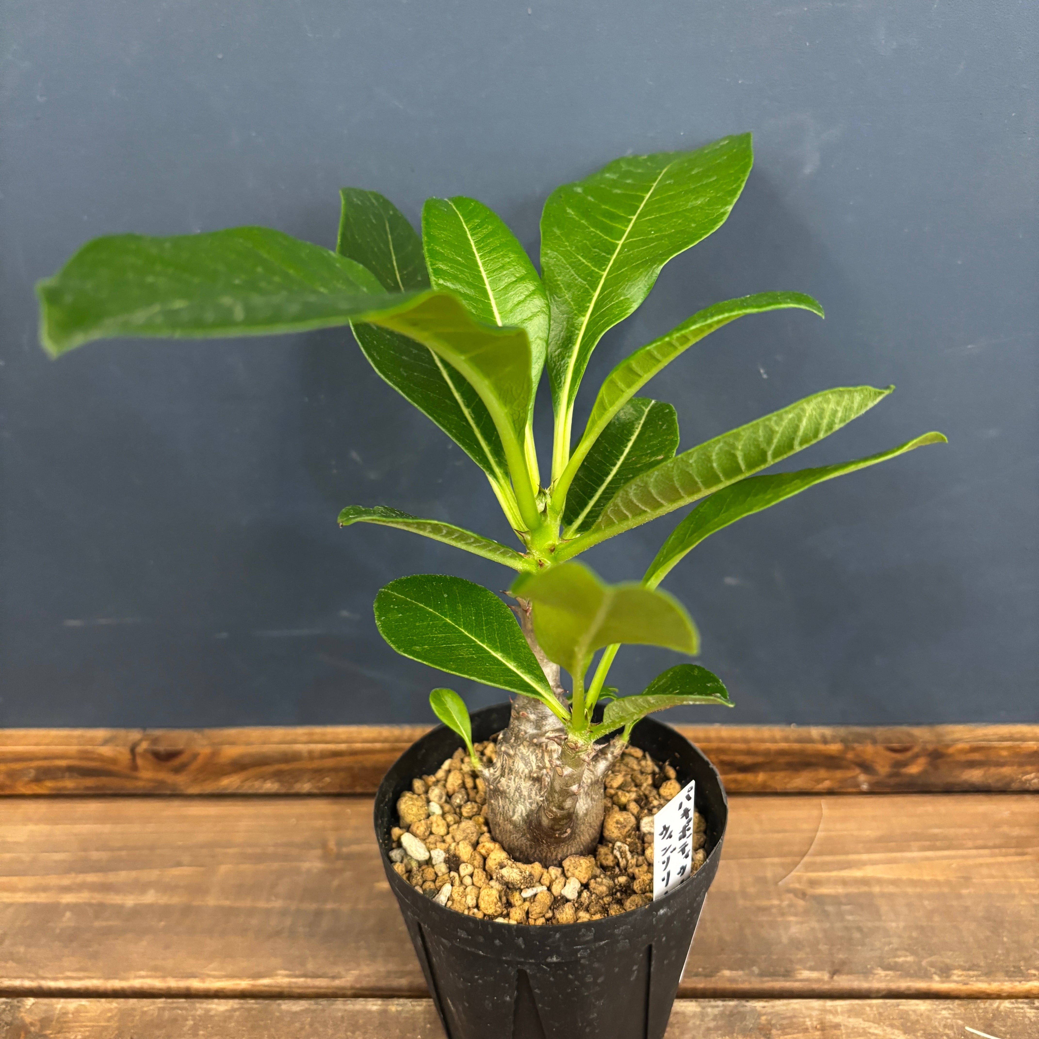 パキポディウム　ウインゾリー　1 パキポディウムウィンゾリー | STORES