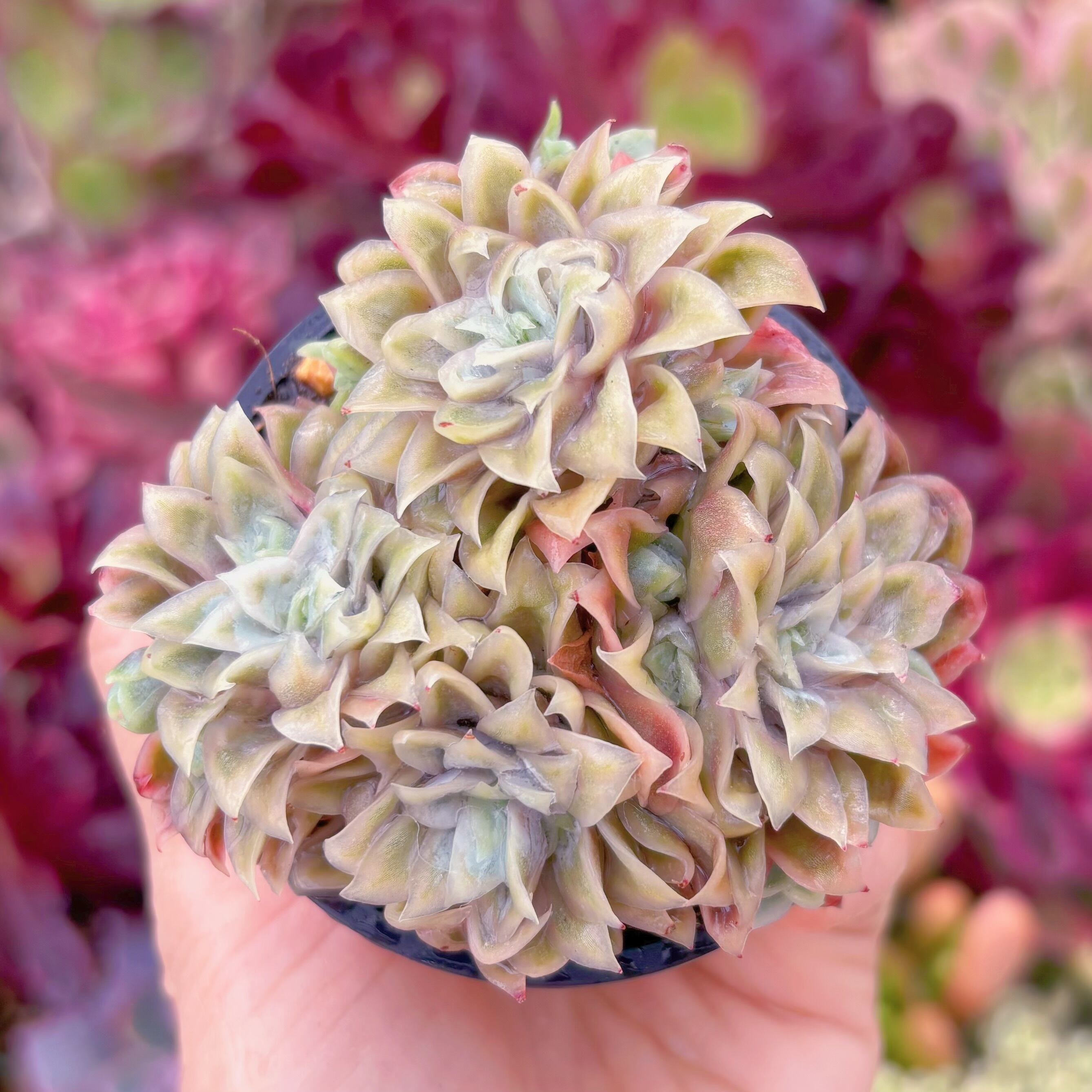 現品　クィーンローズ覆輪錦#666　新入荷　るる農園