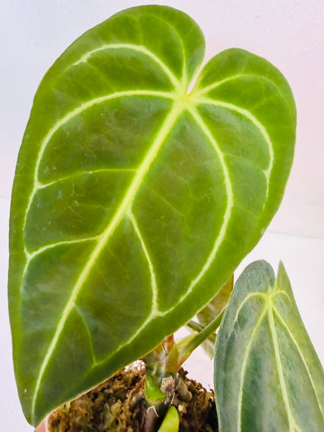 残り1鉢！アンスリウム・レガレ 2.5号 | 観葉植物と雑貨のお店 VIVAGREEN