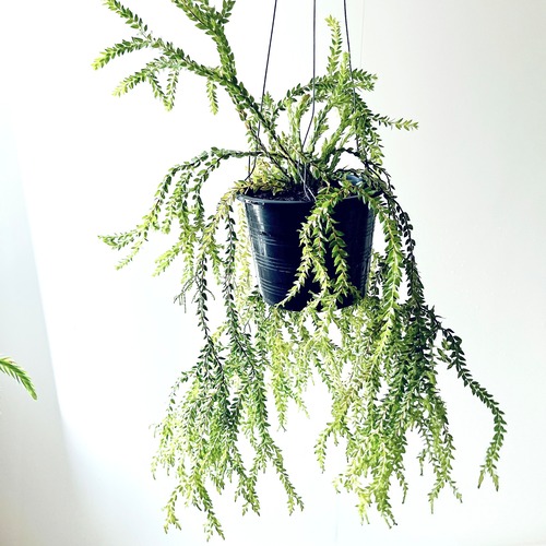 フペルジア “フレグマリア フィリピネス 観葉植物 calm cafe