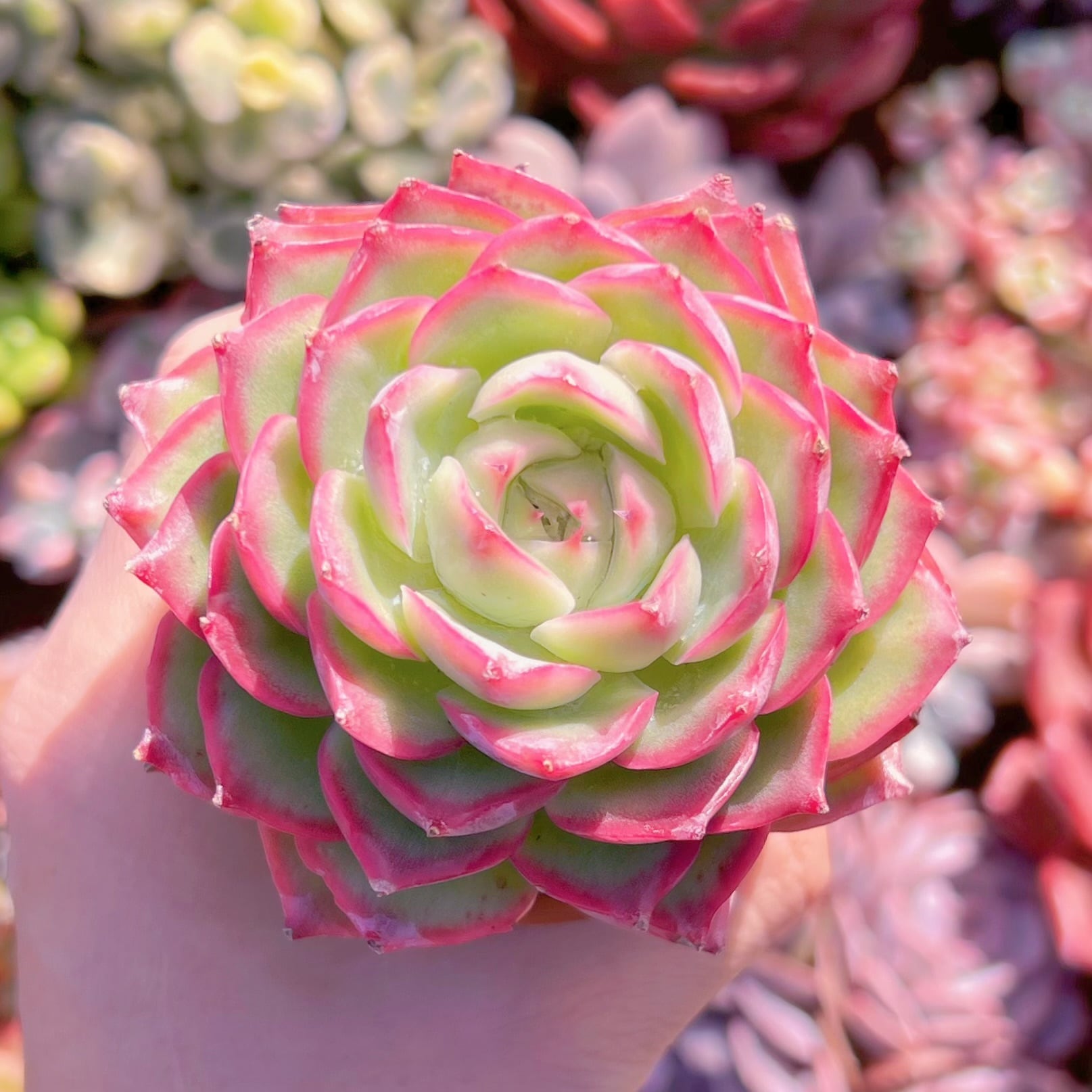 多肉植物　シルエット　新入荷　るる農園