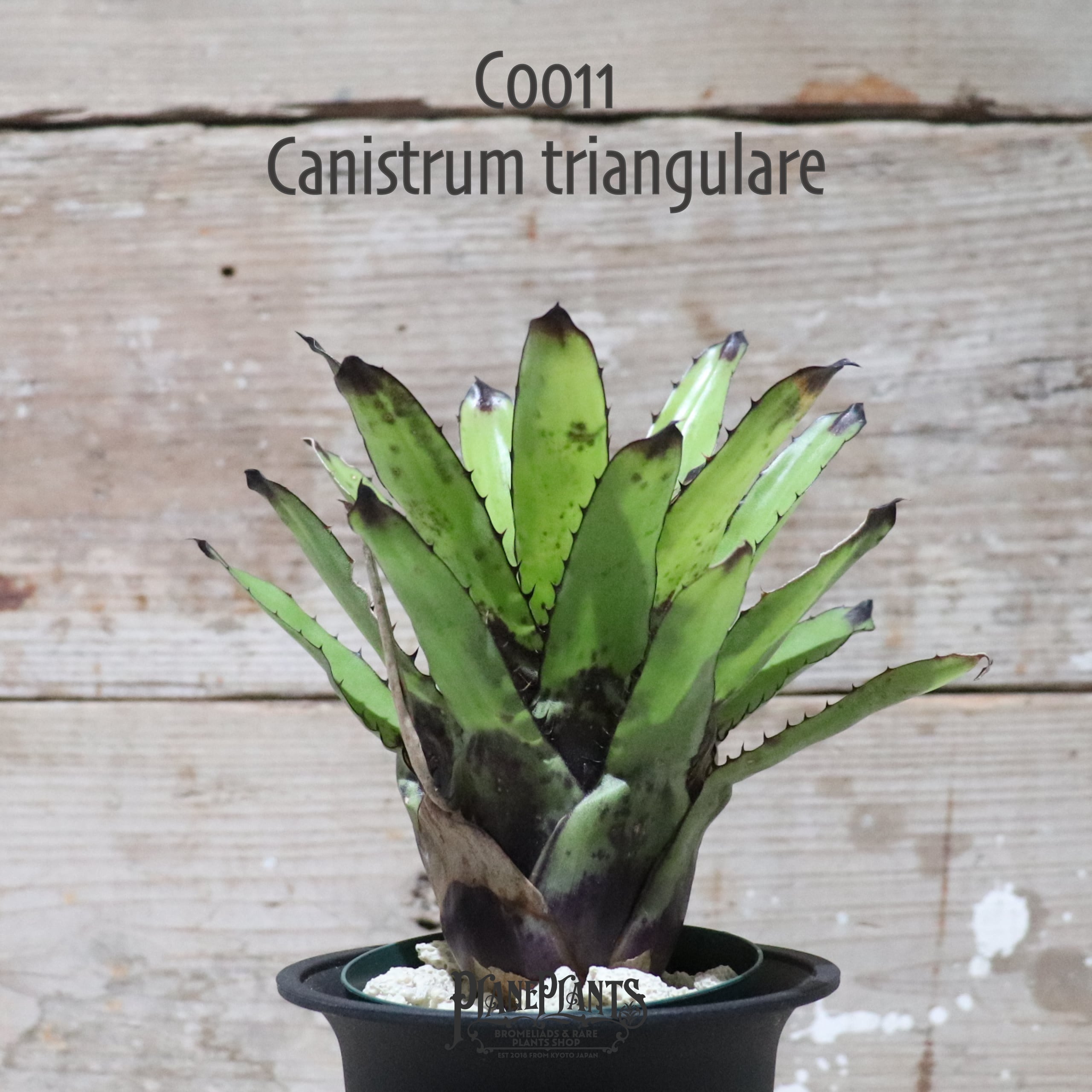 送料無料】Canistrum triangulare〔カニストラム〕現品発送C0011