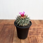 Turbinicarpus alonsoi【ツルビニカルプス・アロンソイ・実生】　