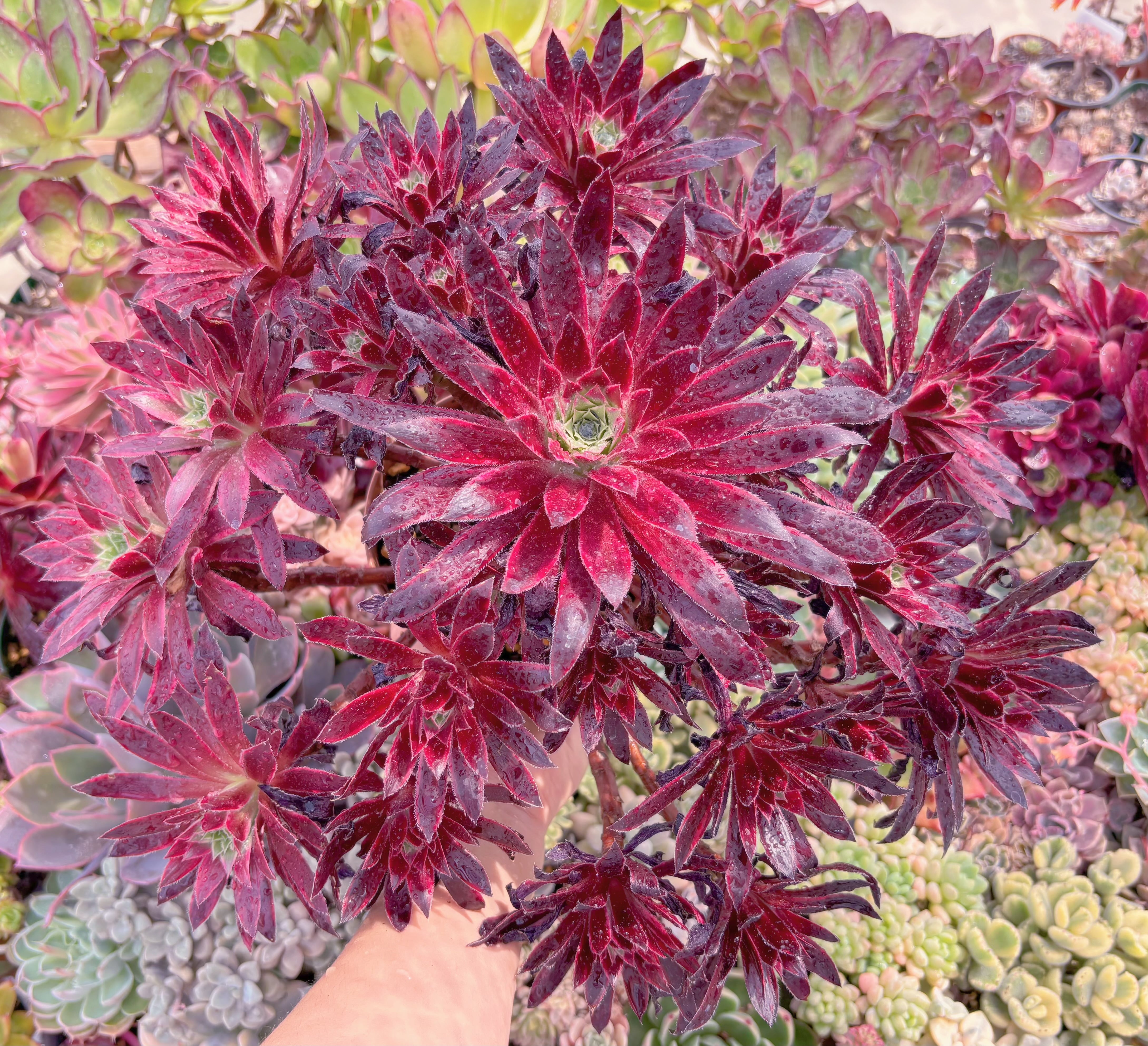 現品　鳳凰錦#678　特特大群生42cm　新入荷　るる農園