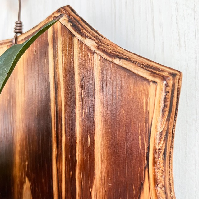 ビカクシダ グランデ 板付 【観葉植物 壁掛け コウモリラン】