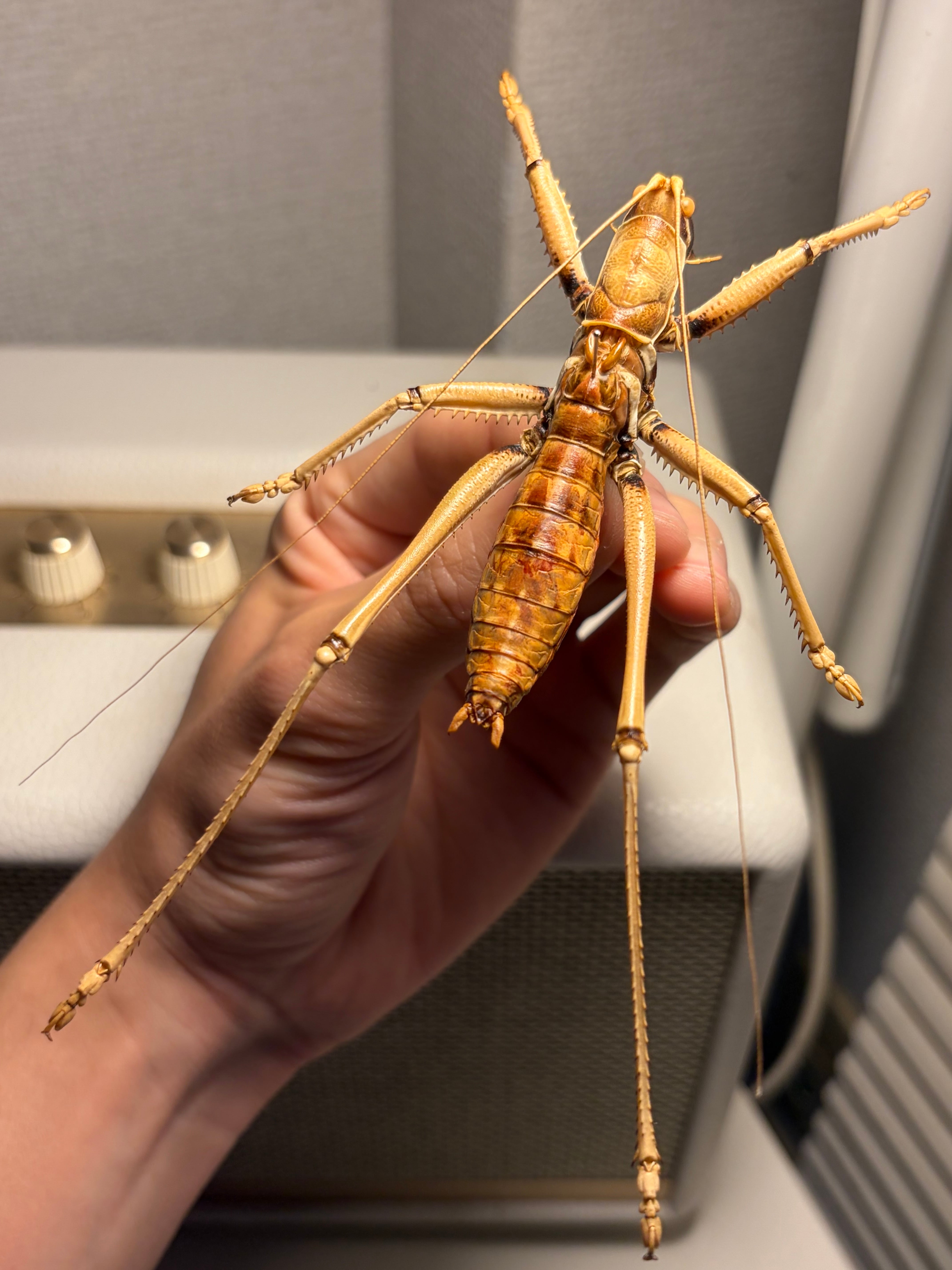 属内最大級】スタウトマジシャン アナトリアプレデターヤブコオロギ 直
