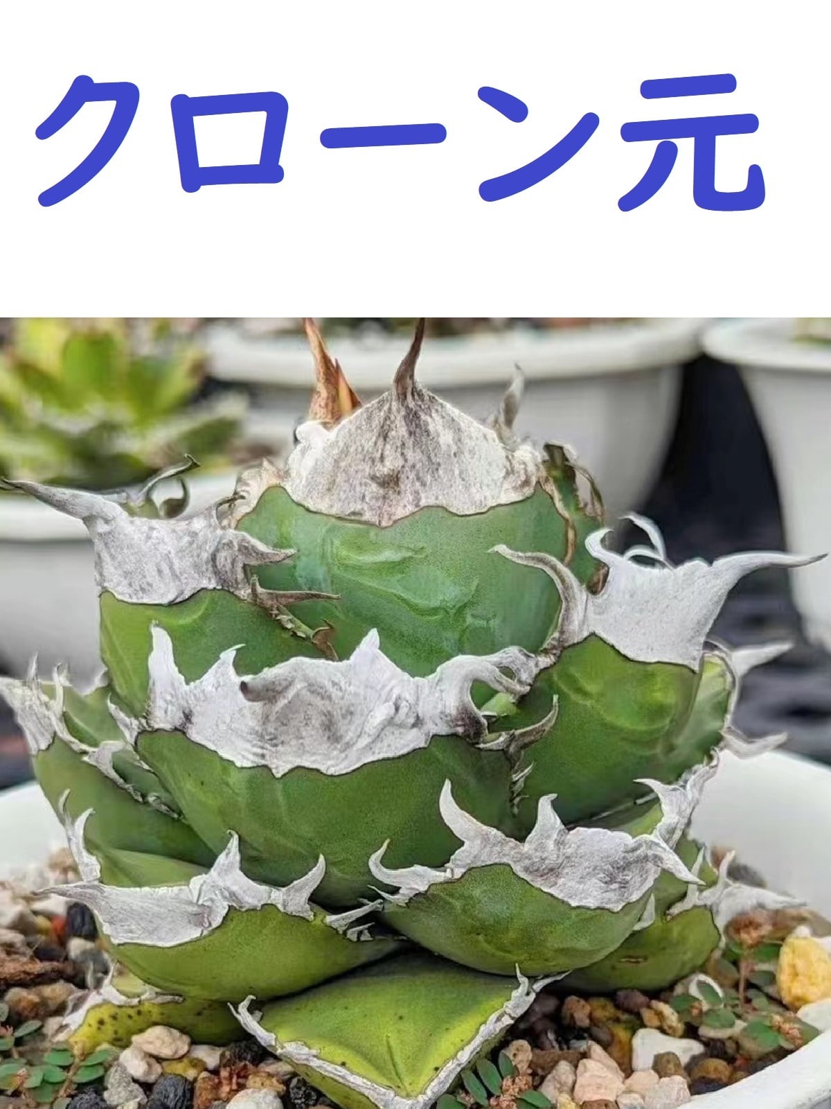 S727 アガベ agave チタノタ 白鯨 強棘 胴切り 16子株-