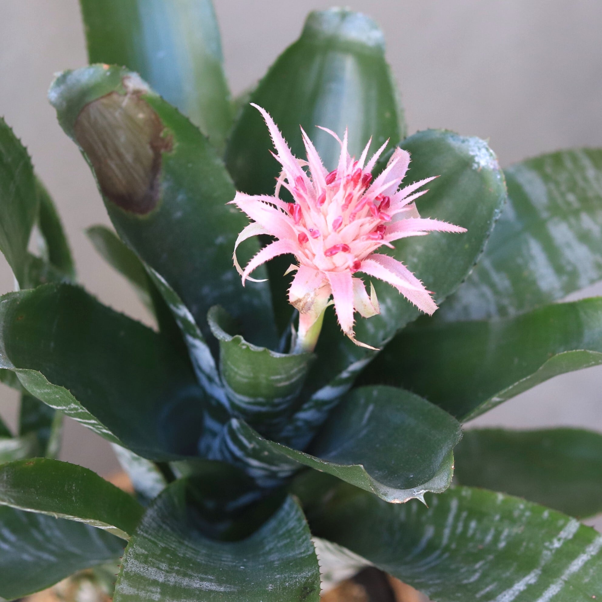 グリーン】エクメアファッシアータ | ジーフラットインテリアショップ