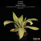 【送料無料】Vriesea 'Josefa Leon'〔フリーセア〕現品発送V129