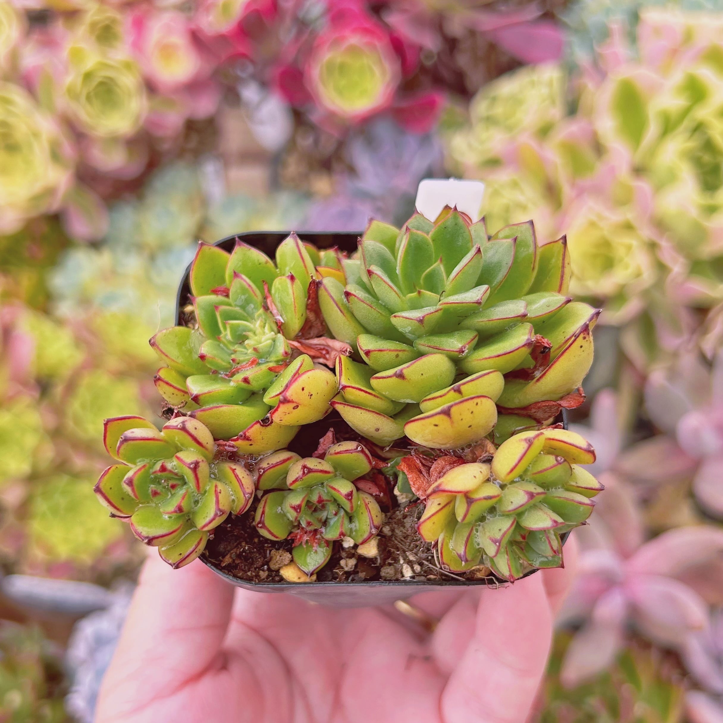 多肉植物パキフィツム　シンデレラ　抜き苗 多肉植物パキフィツム シンデレラ 抜き苗 【公式通販】