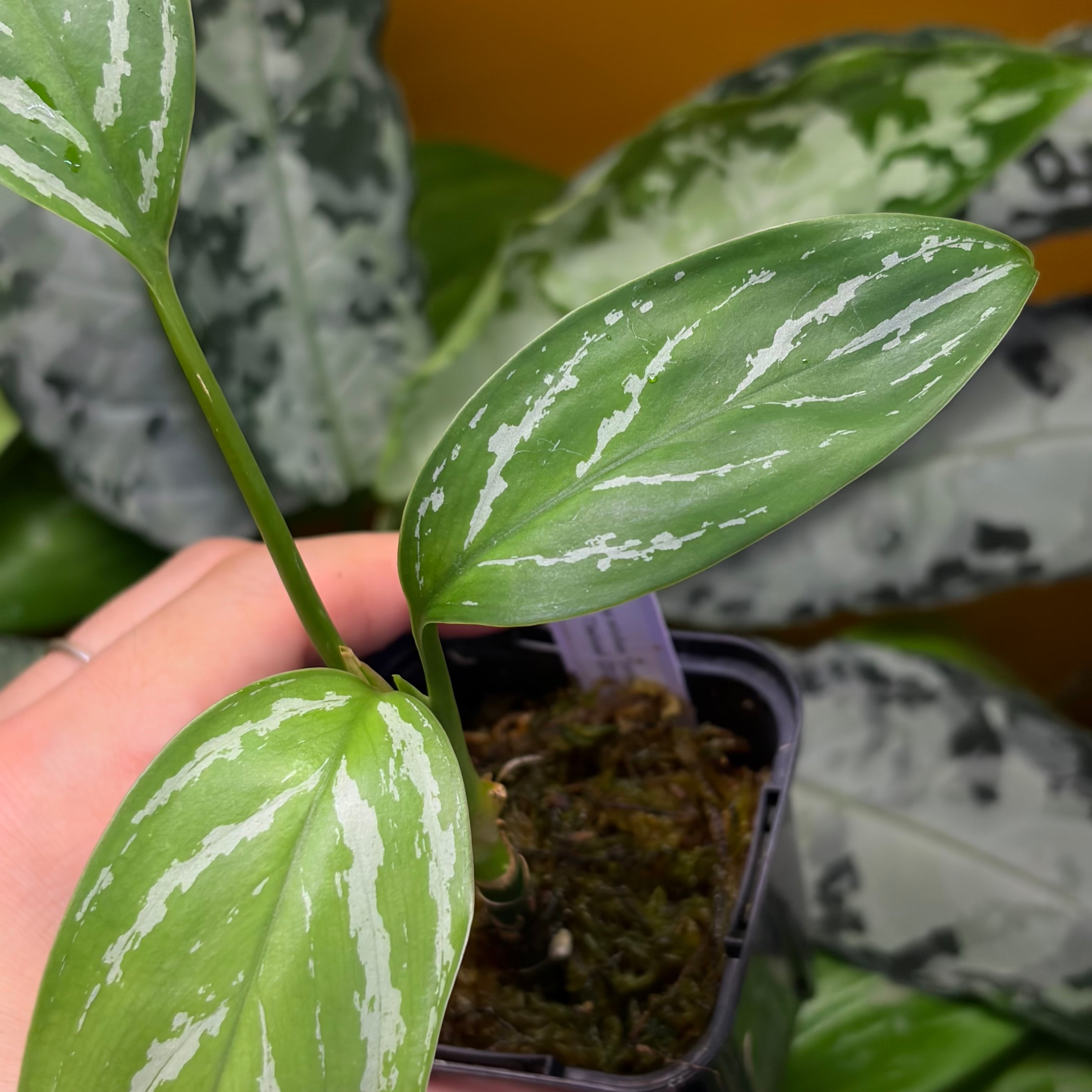 Aglaonema nitidum 
