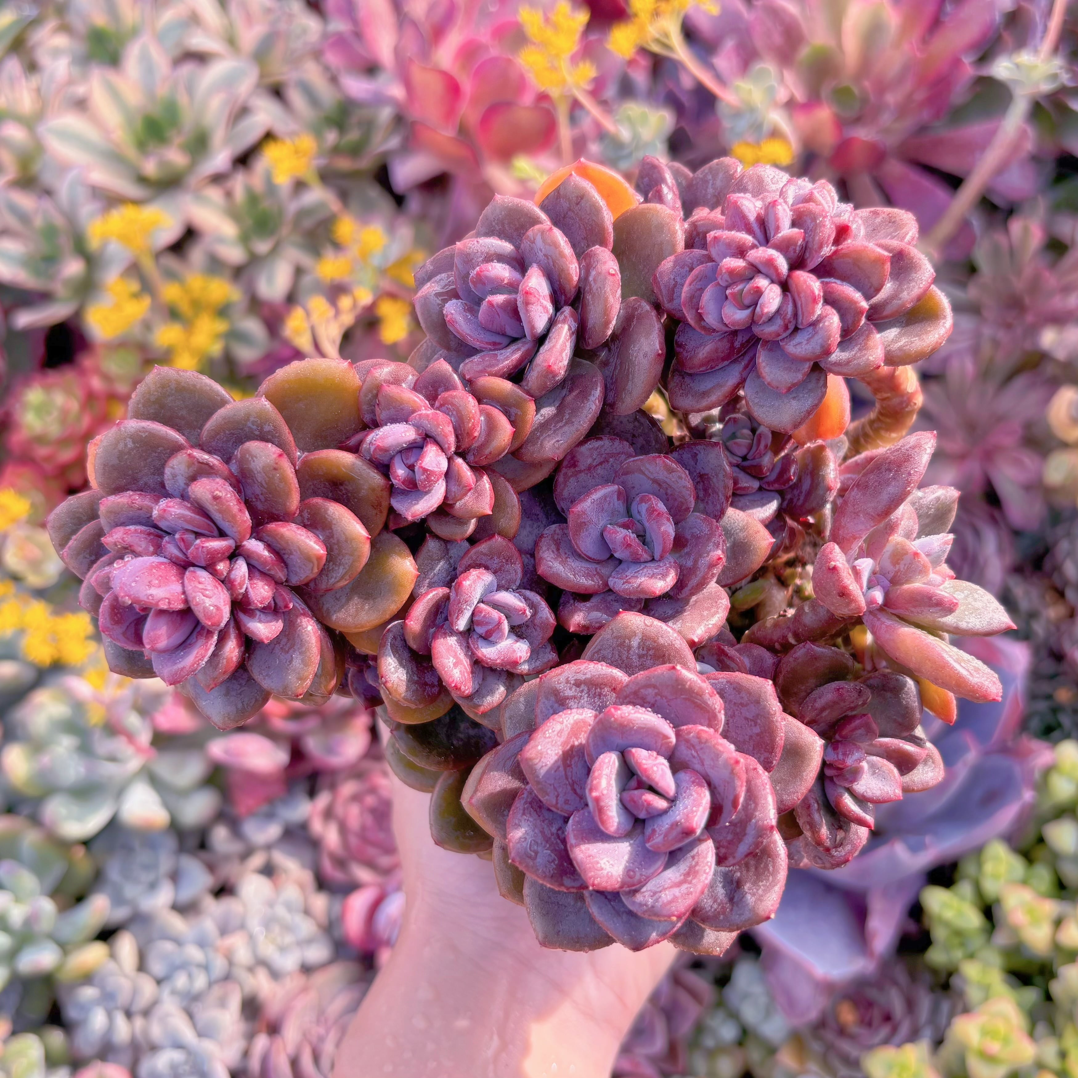 現品　トリュフ(松露)#M107　希少　在庫僅少　新入荷　るる農園