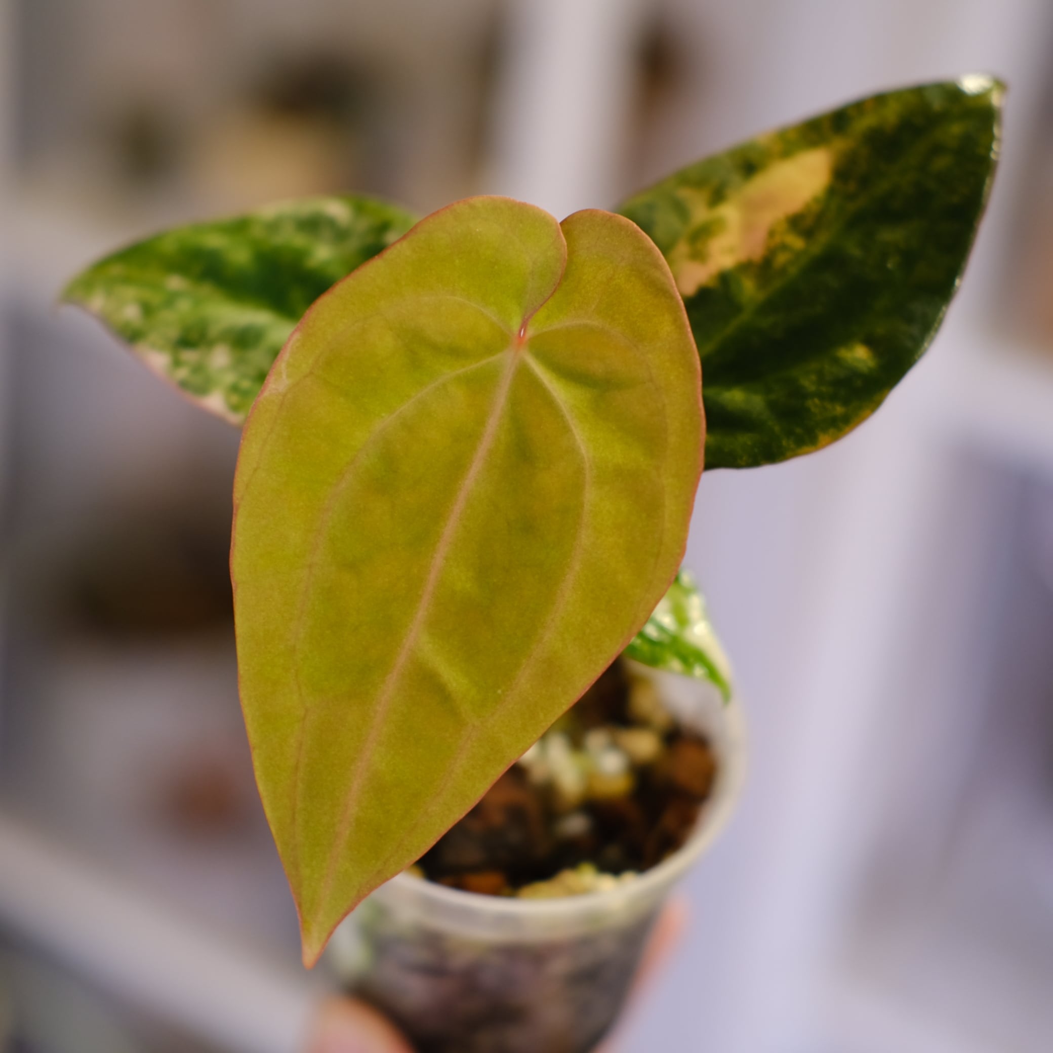 アンスリウム / Anthurium | tokyoplants / 観葉植物専門店