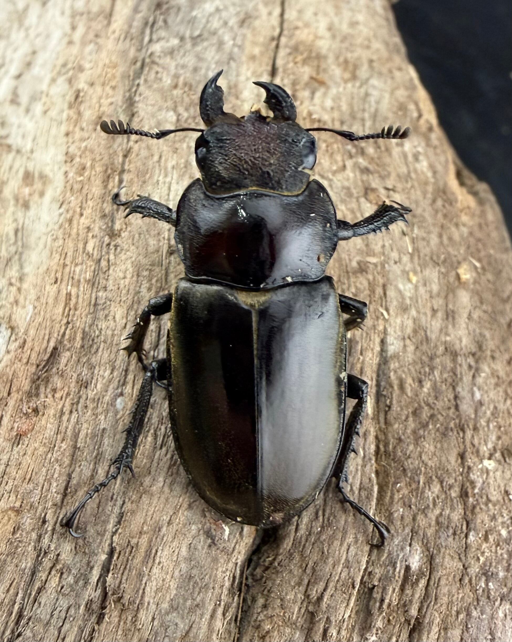 ウェムケンミヤマ（ヴェムケンミヤマ） 52mm ペア+♂単》 | KPW公式