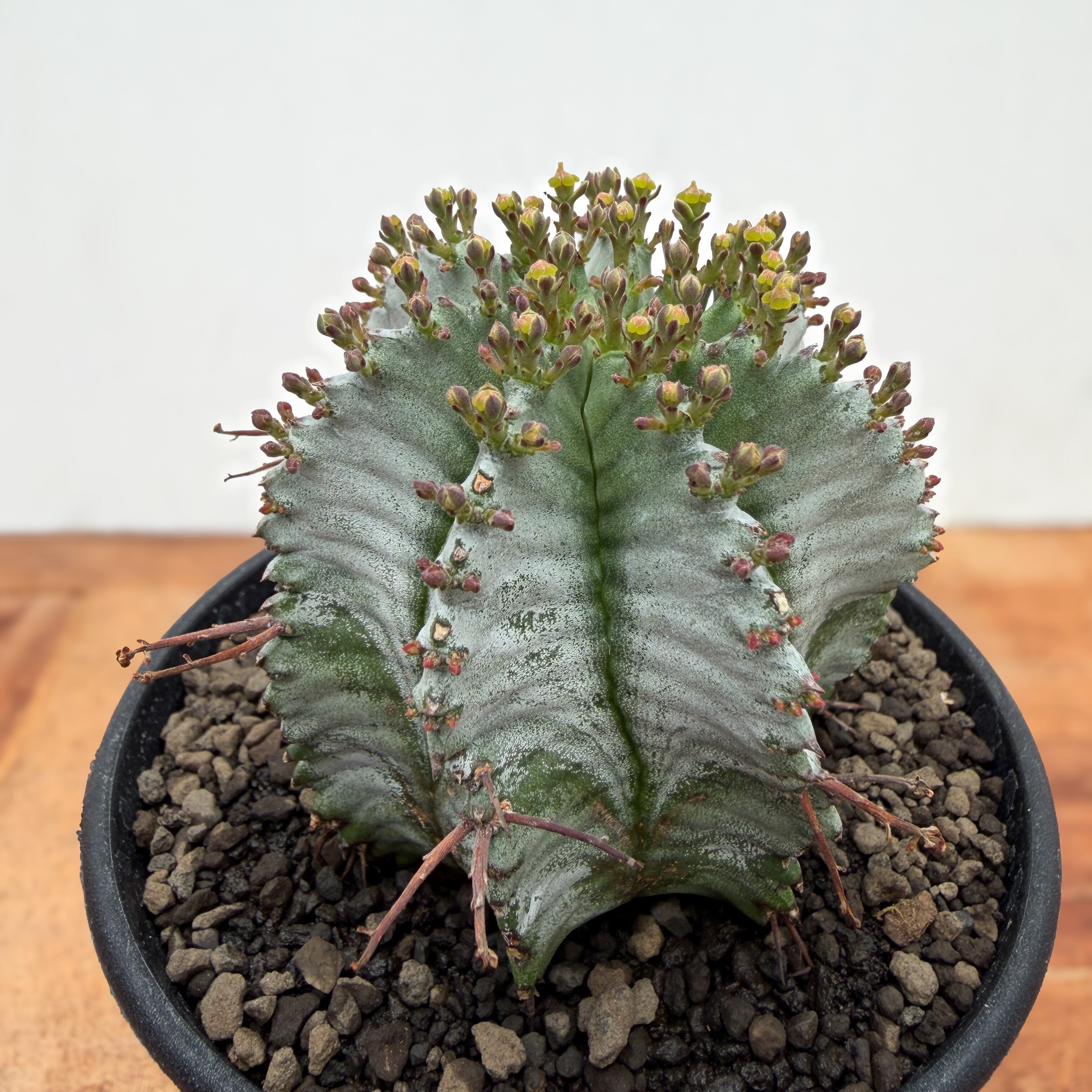 Euphorbia hyb. horrida【ユーフォルビア・玉型白ホリダ】 | RIMO'S