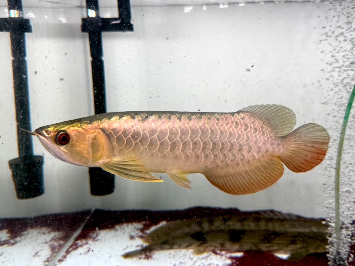 A11 アジアアロワナ 過背金龍 フルゴールデン 34㎝前後 250-007348