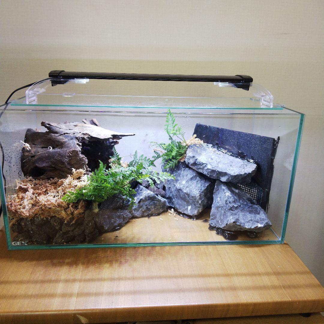 苔之介