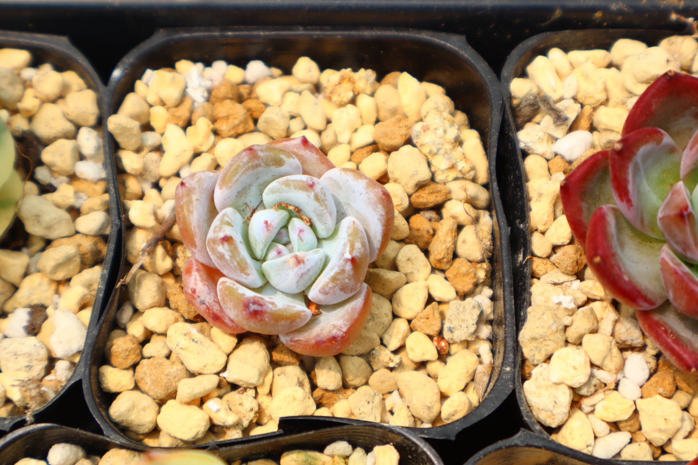 レア新種❤️海王④❤️シーキング アクアマン アエオニウム 抜き苗